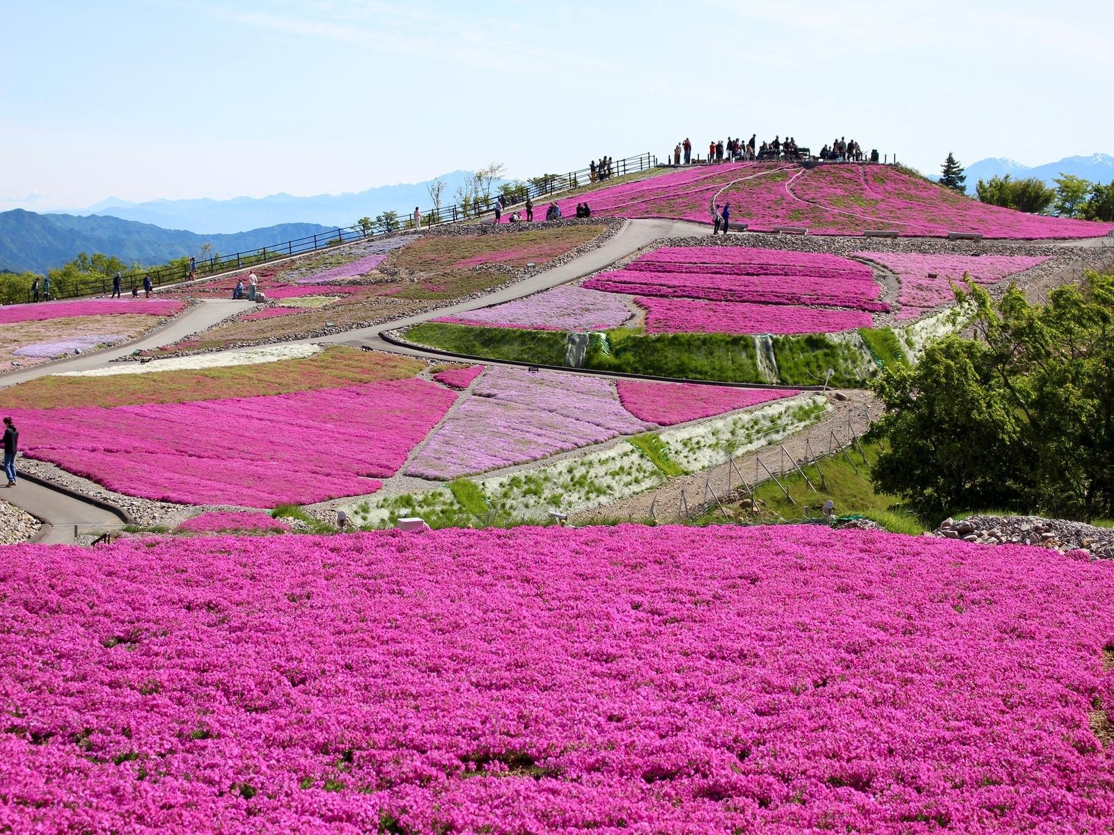 中部地方の「ゴールデンウィークに行きたい花畑」ランキング