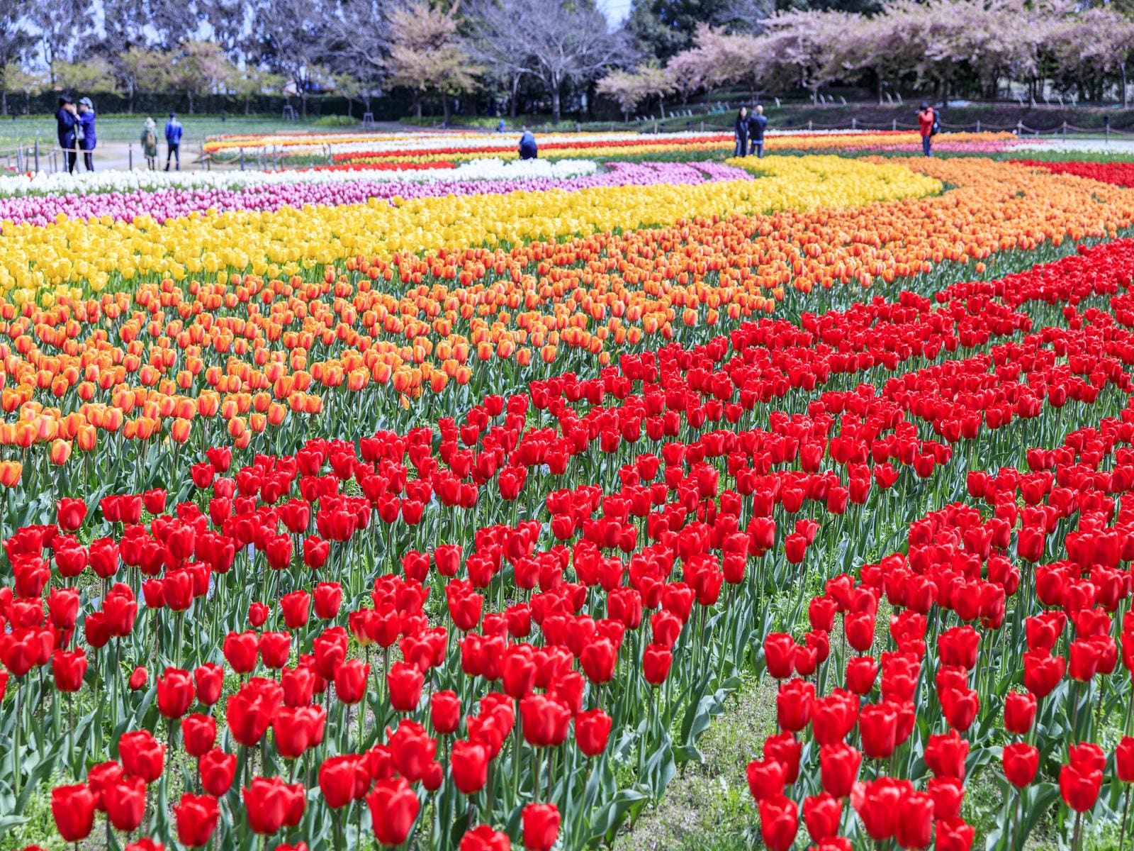 近畿地方の「ゴールデンウィークに行きたい花畑」ランキング