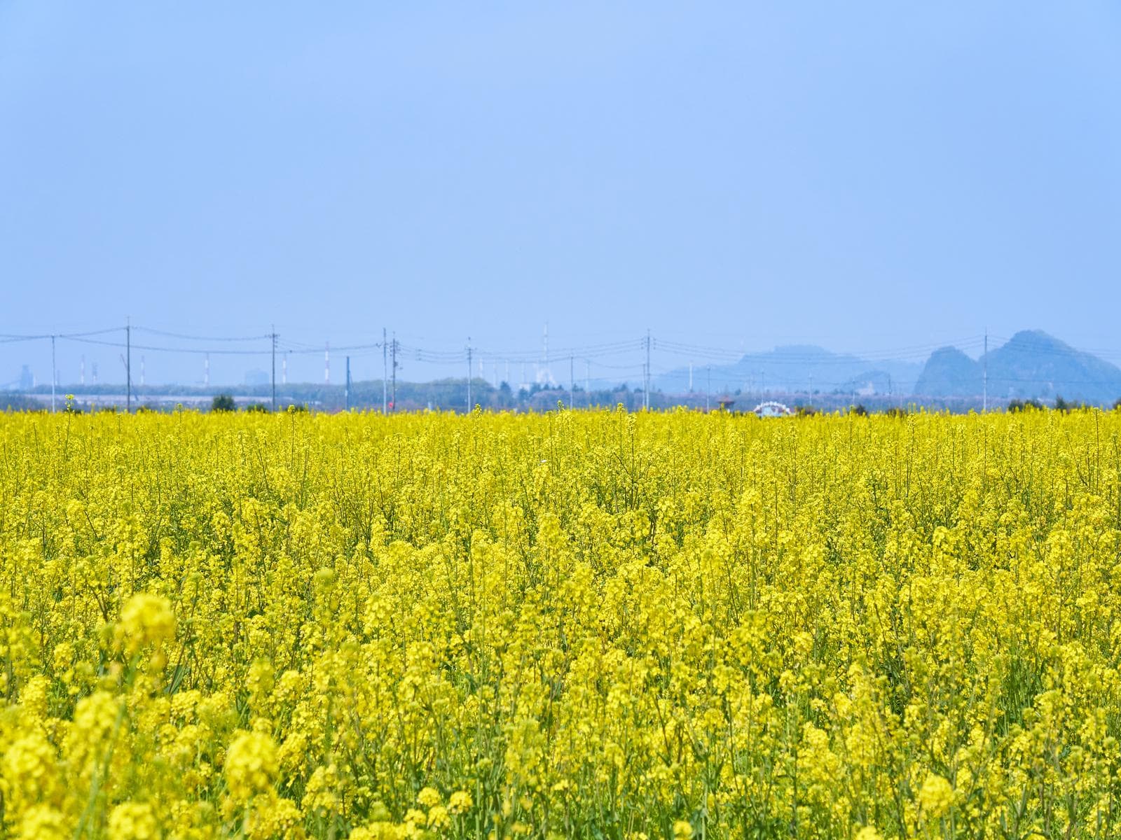 中国地方の「ゴールデンウィークに行きたい花畑」ランキング