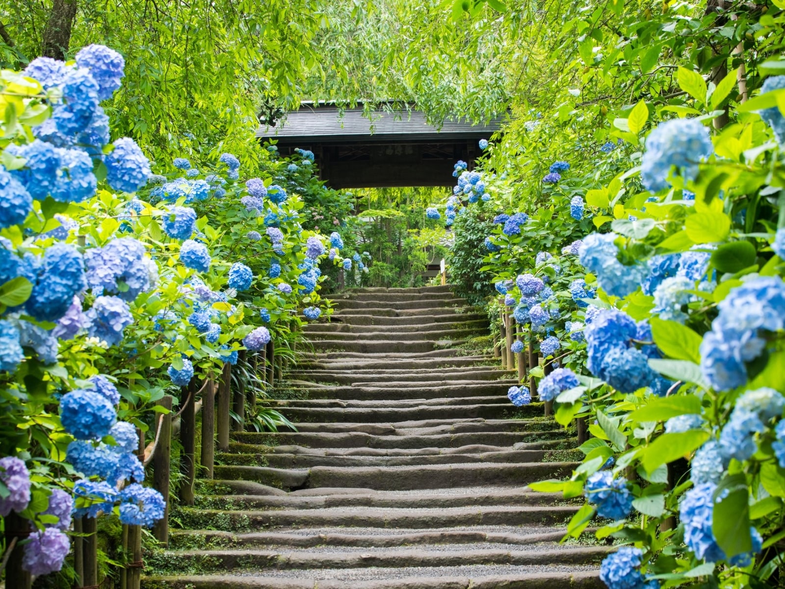 神奈川県で行ってみたい&好きな「あじさいの名所」ランキング