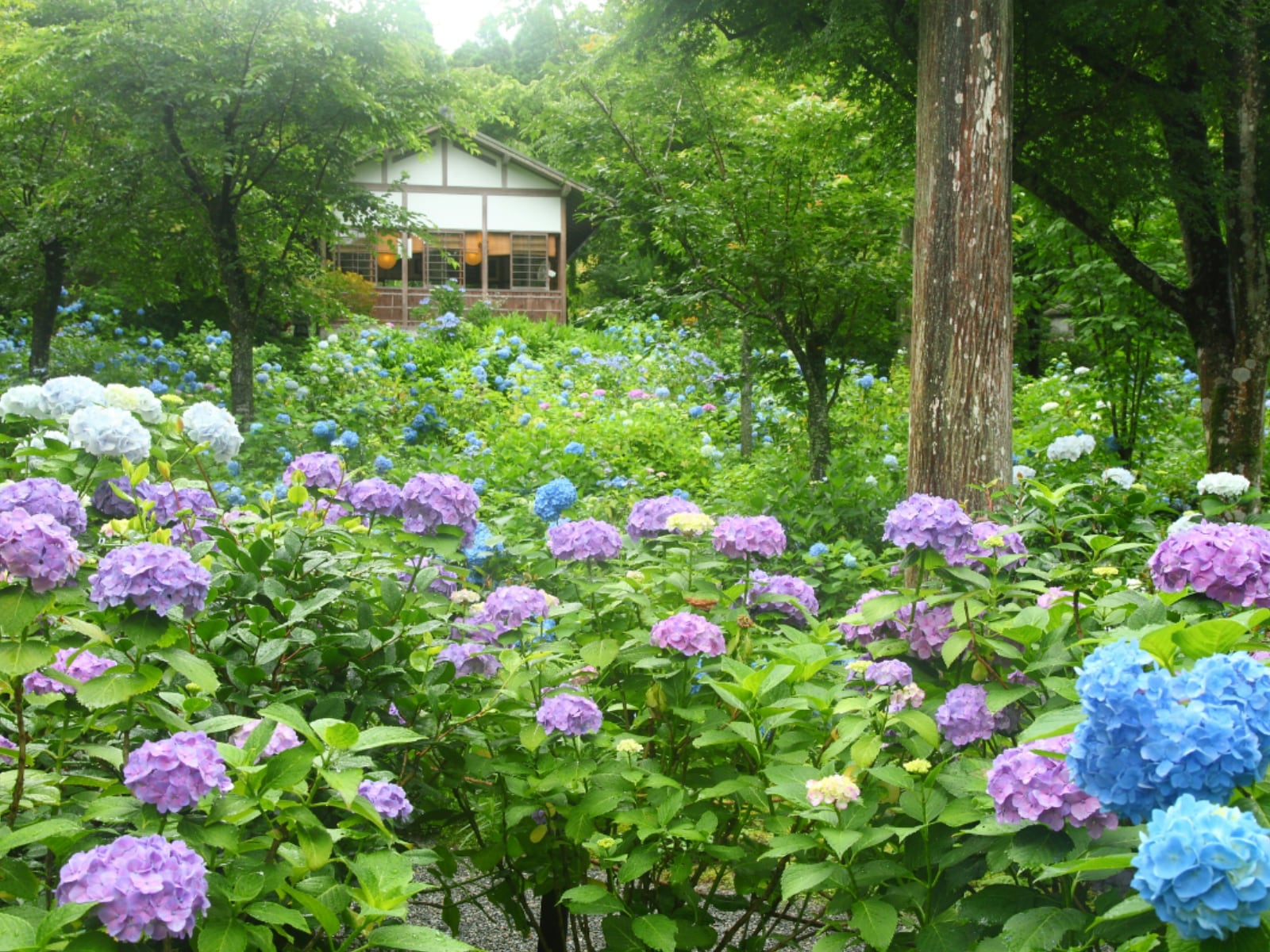 京都府の「あじさいの名所」ランキング