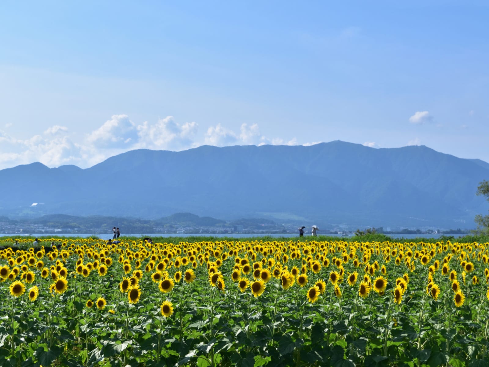 滋賀県民が選んだ「住みここち(自治体)」ランキング