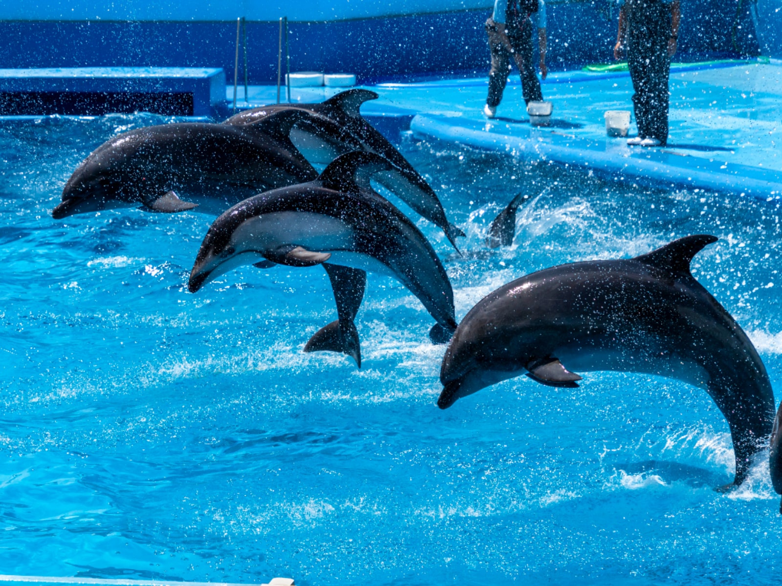 「北陸地方の水族館」ランキング