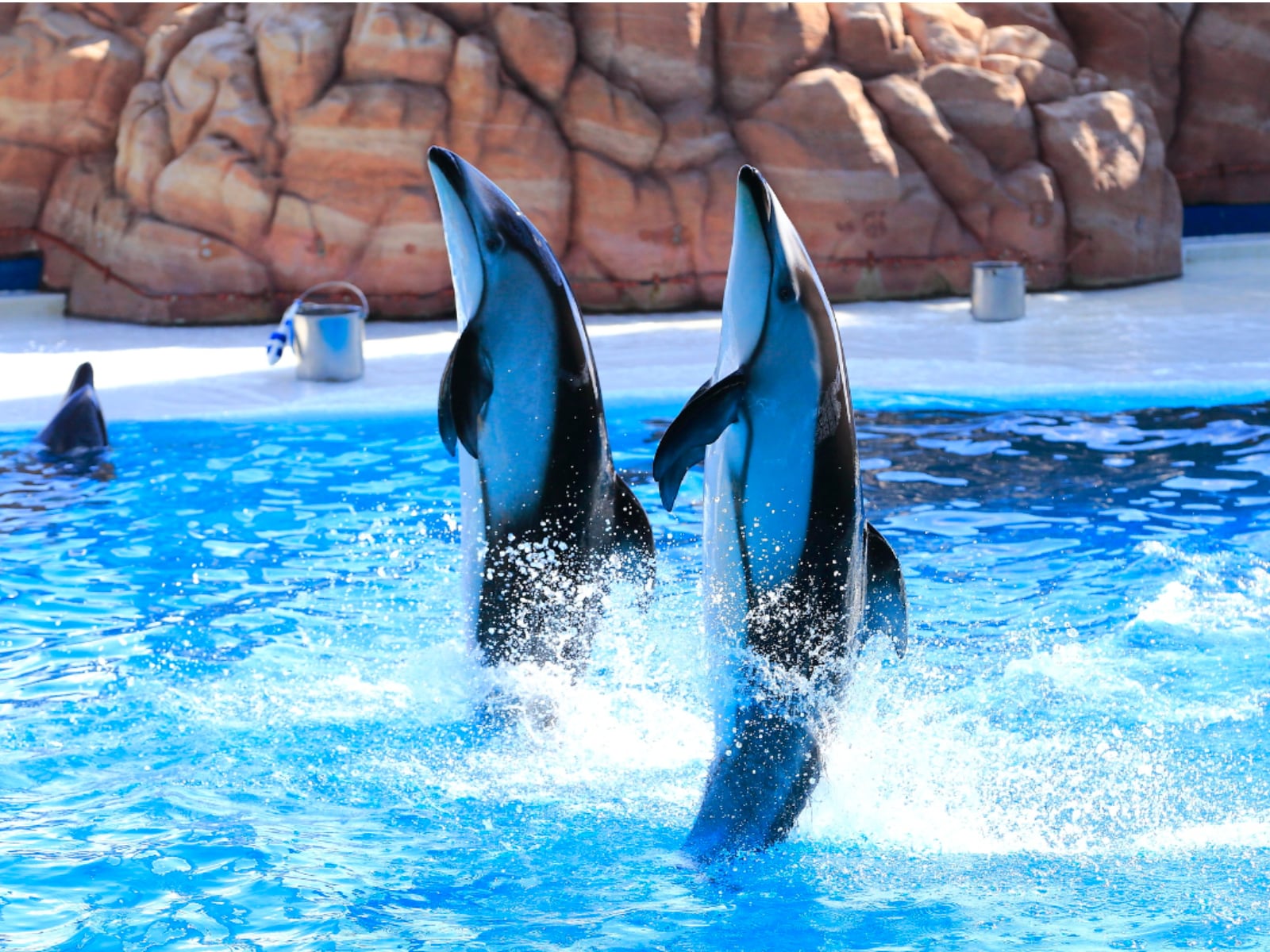 「近畿地方の水族館」ランキング