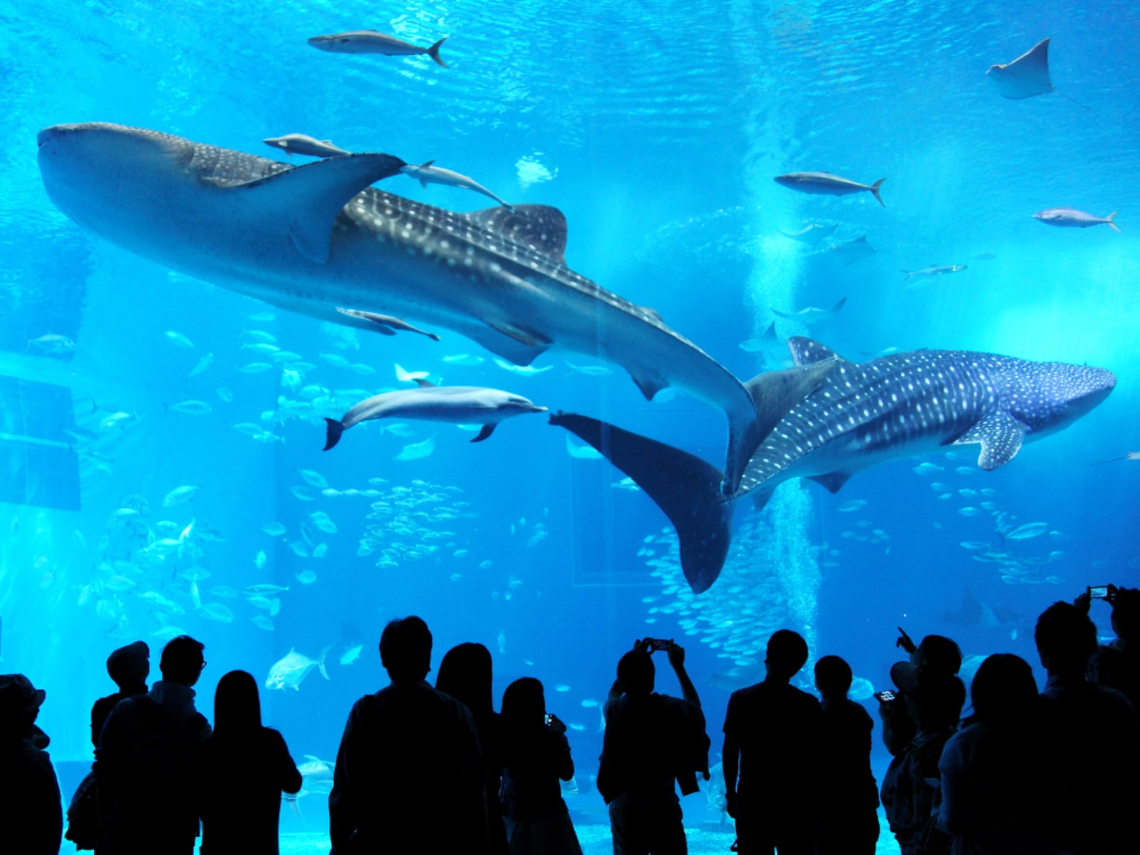 「子ども連れで行きたい水族館」ランキング