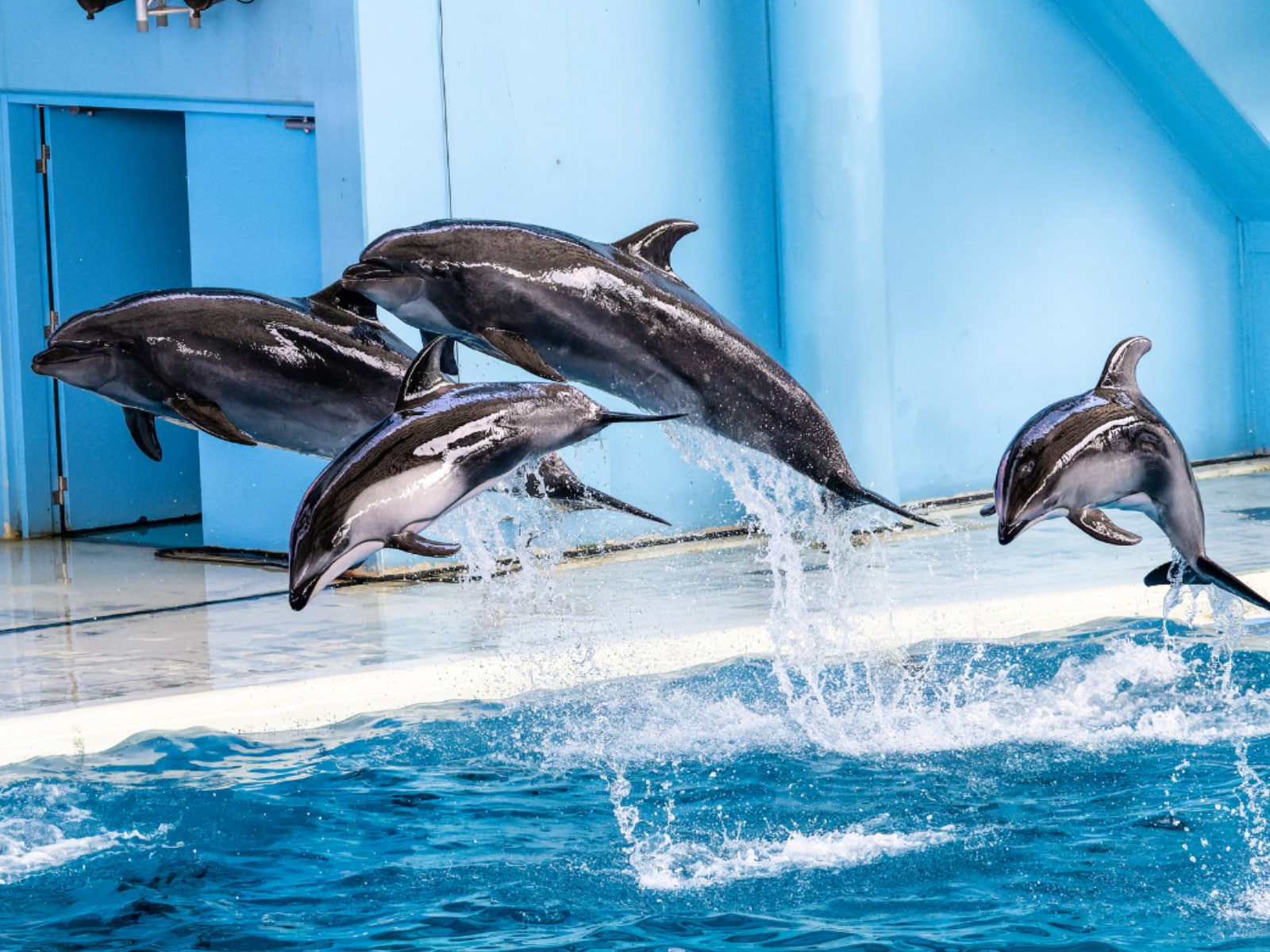 「ショーが魅力的な水族館」ランキング