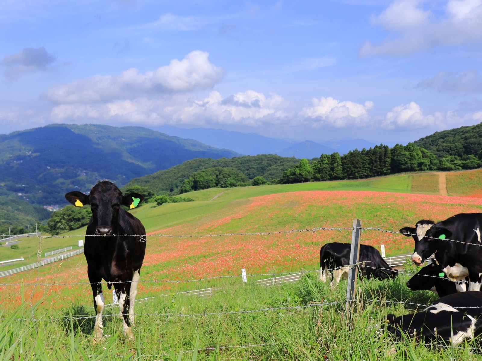 夏に行きたい「埼玉県の絶景ドライブスポット」ランキング
