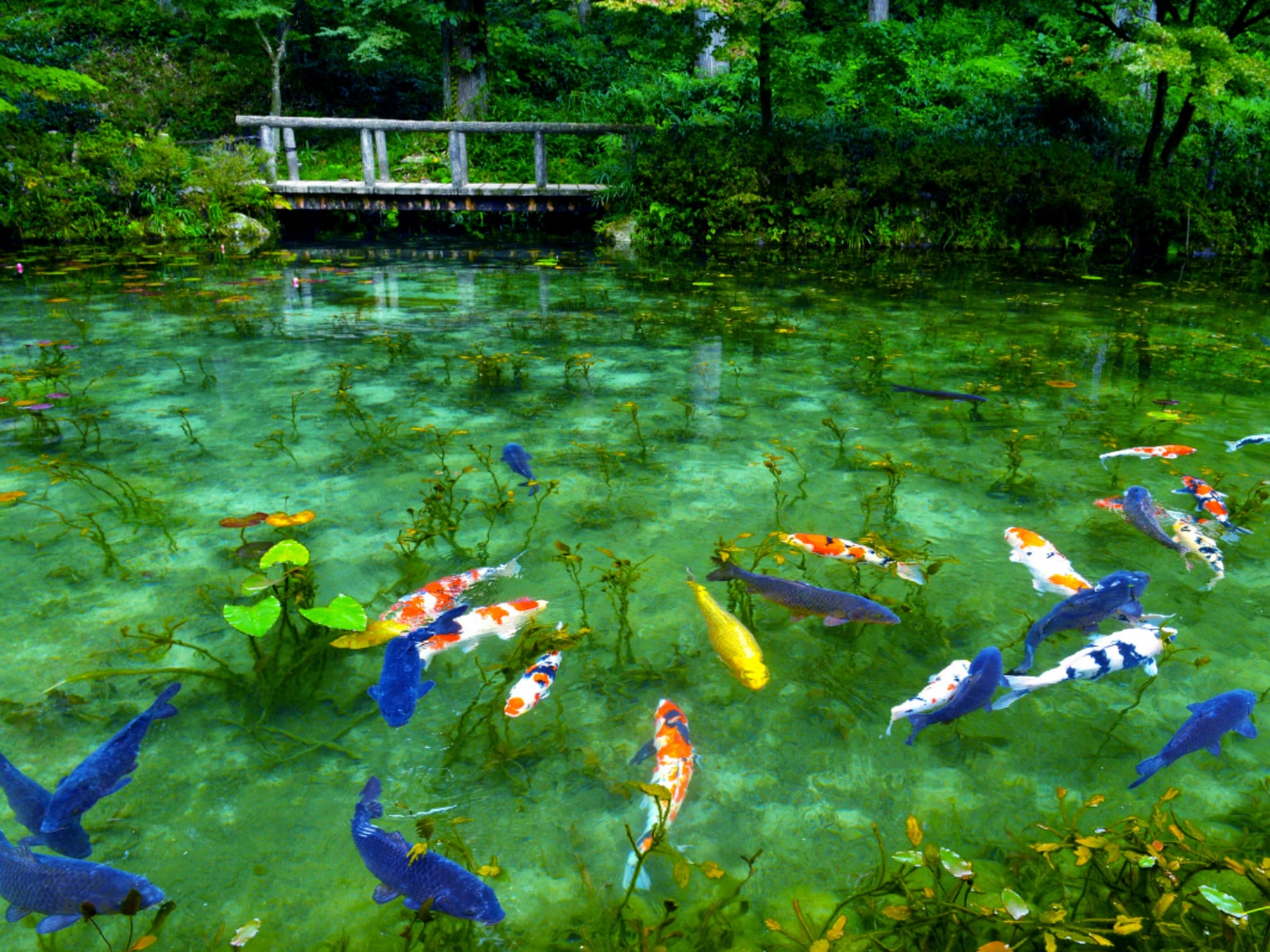 好き＆行ってみたい「岐阜県の森林浴スポット」ランキング