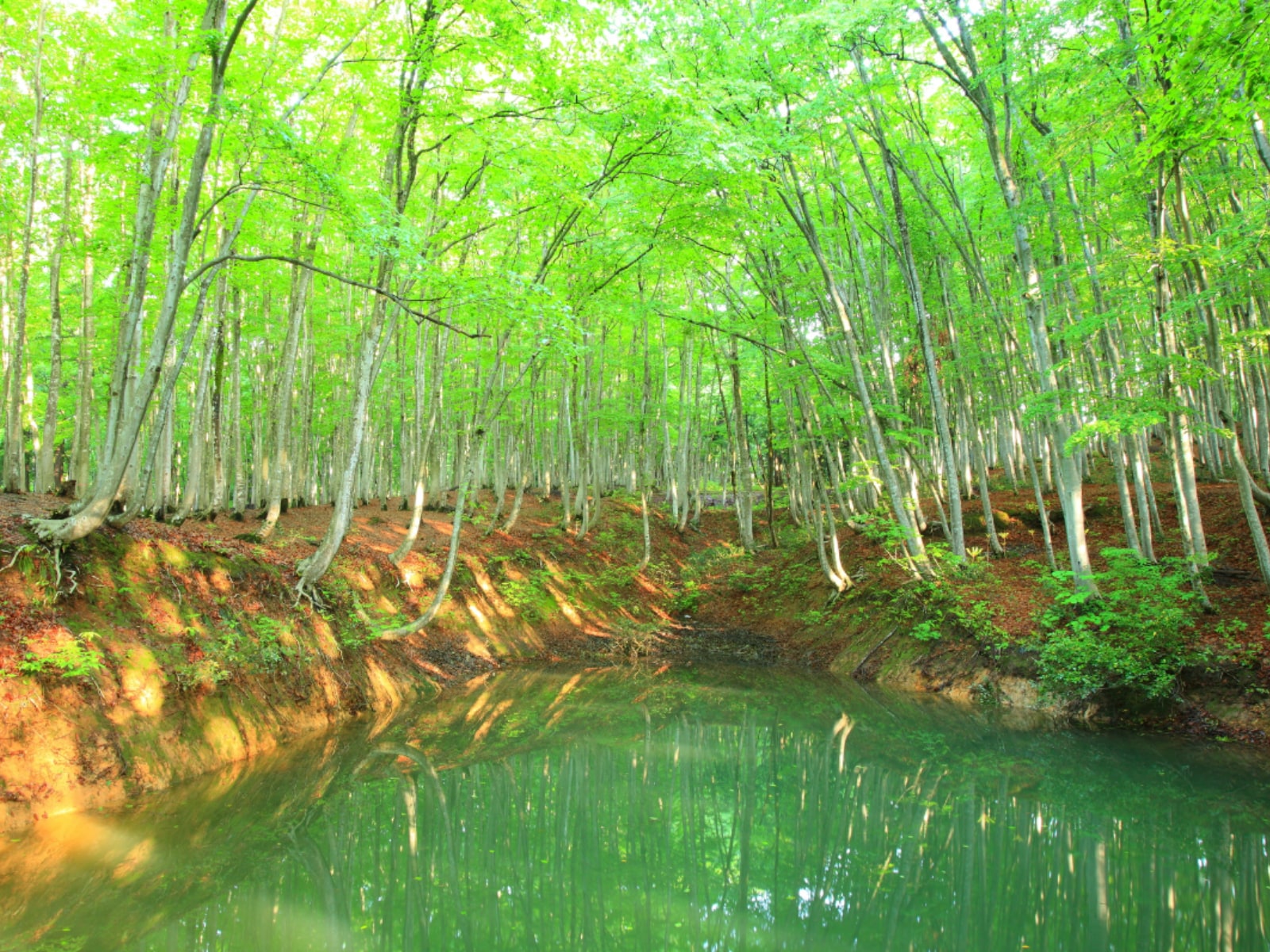 好き＆行ってみたい「新潟県の森林浴スポット」ランキング