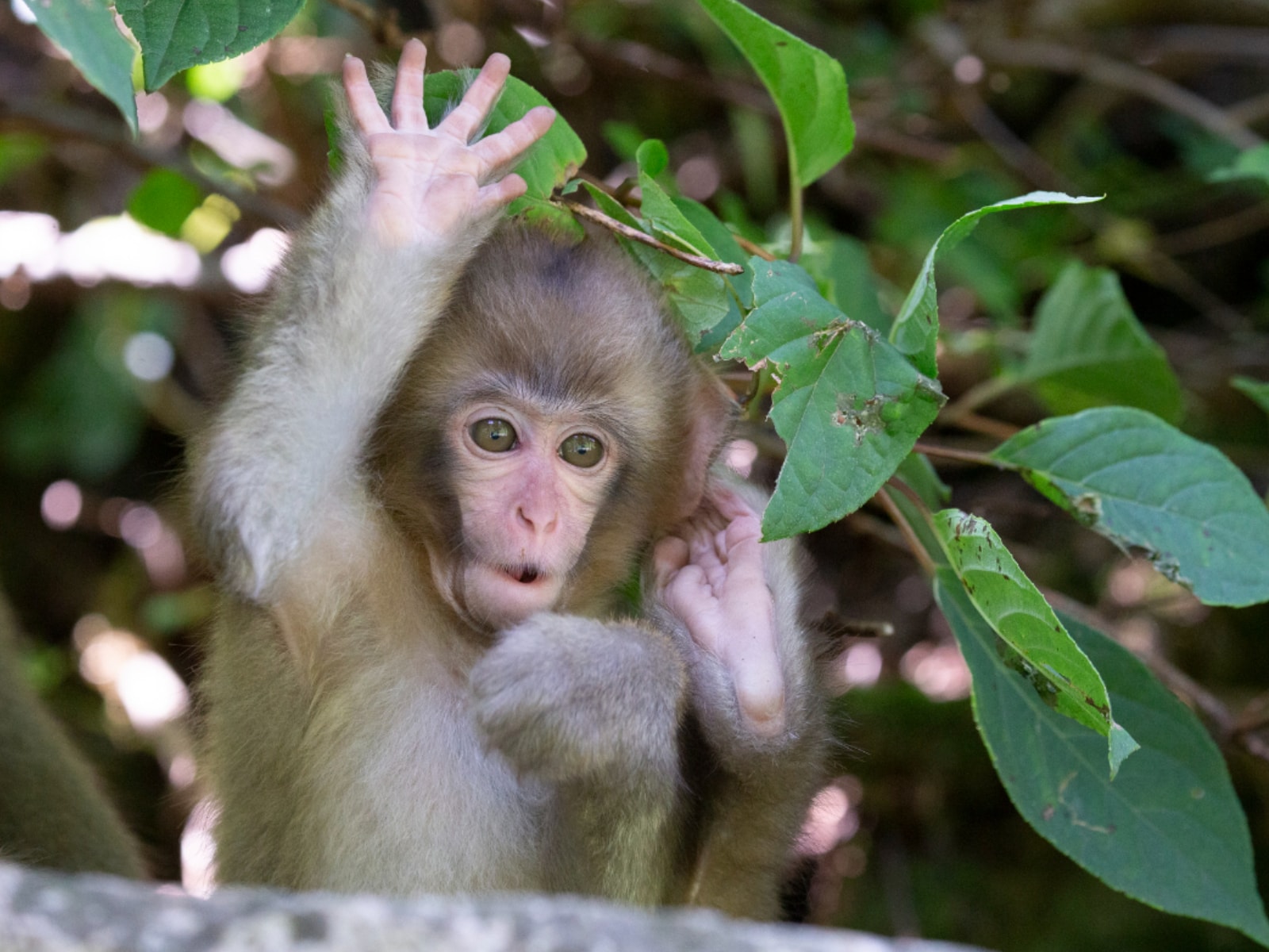 好き＆行ってみたい「兵庫県の森林浴スポット」ランキング