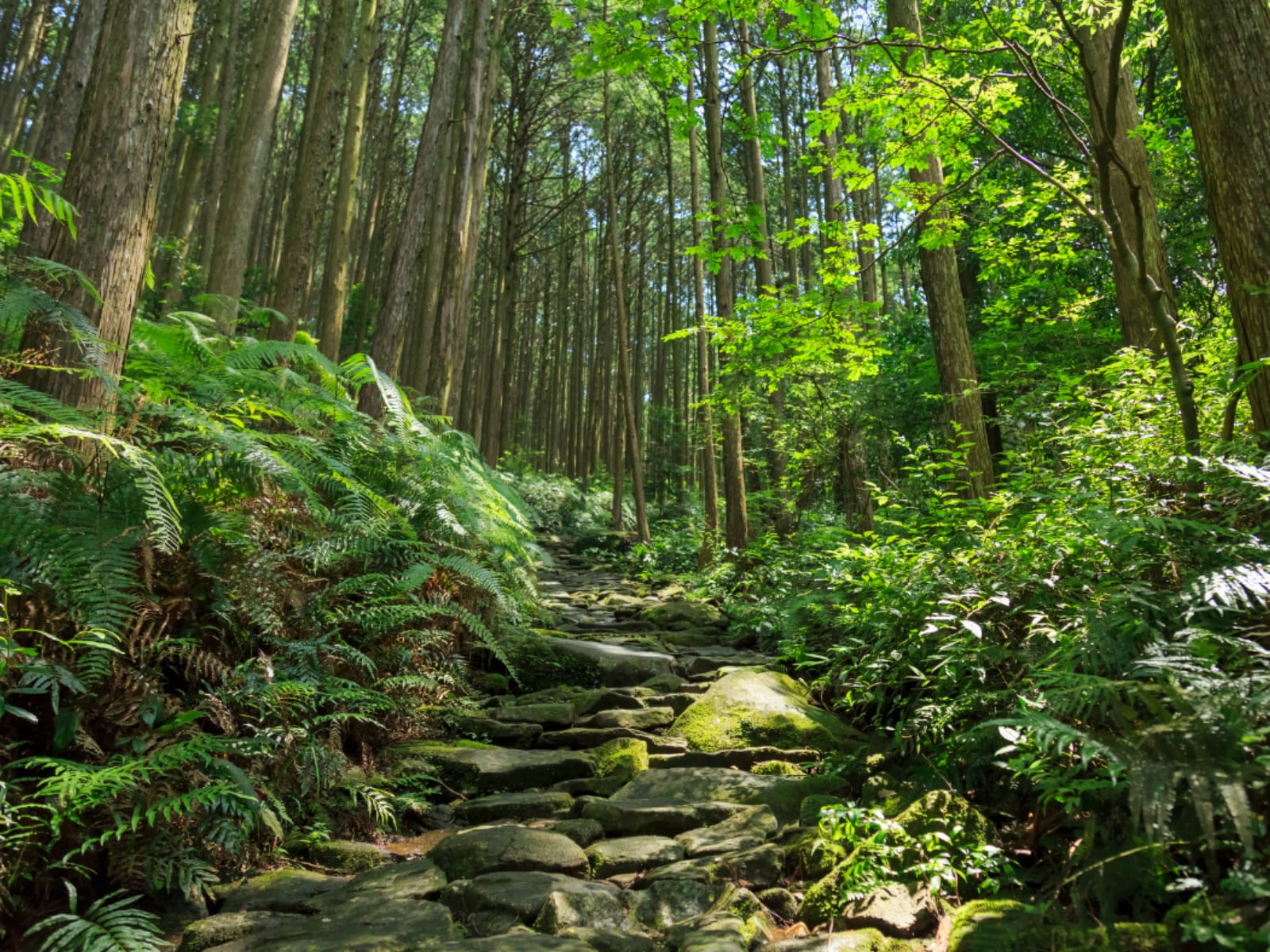 好き＆行ってみたい「三重県の森林浴スポット」ランキング
