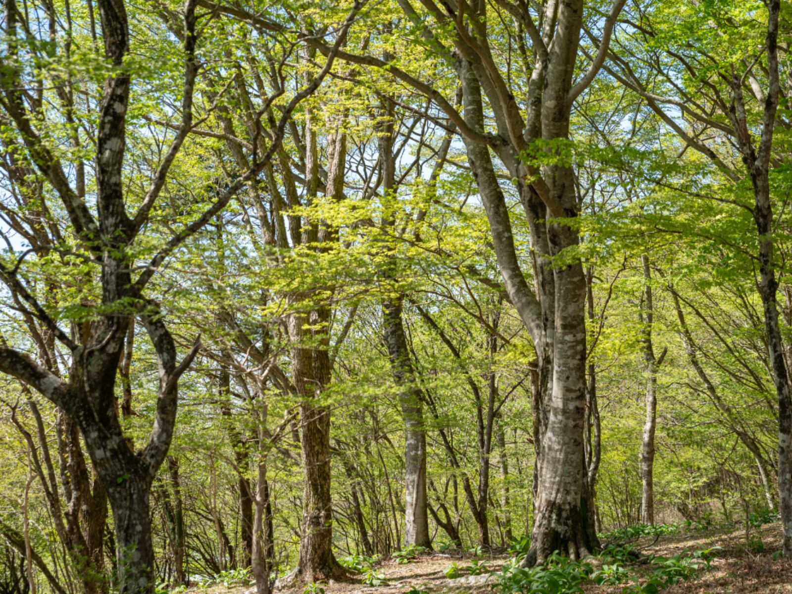 「好き＆行ってみたい佐賀県の森林浴スポット」ランキング