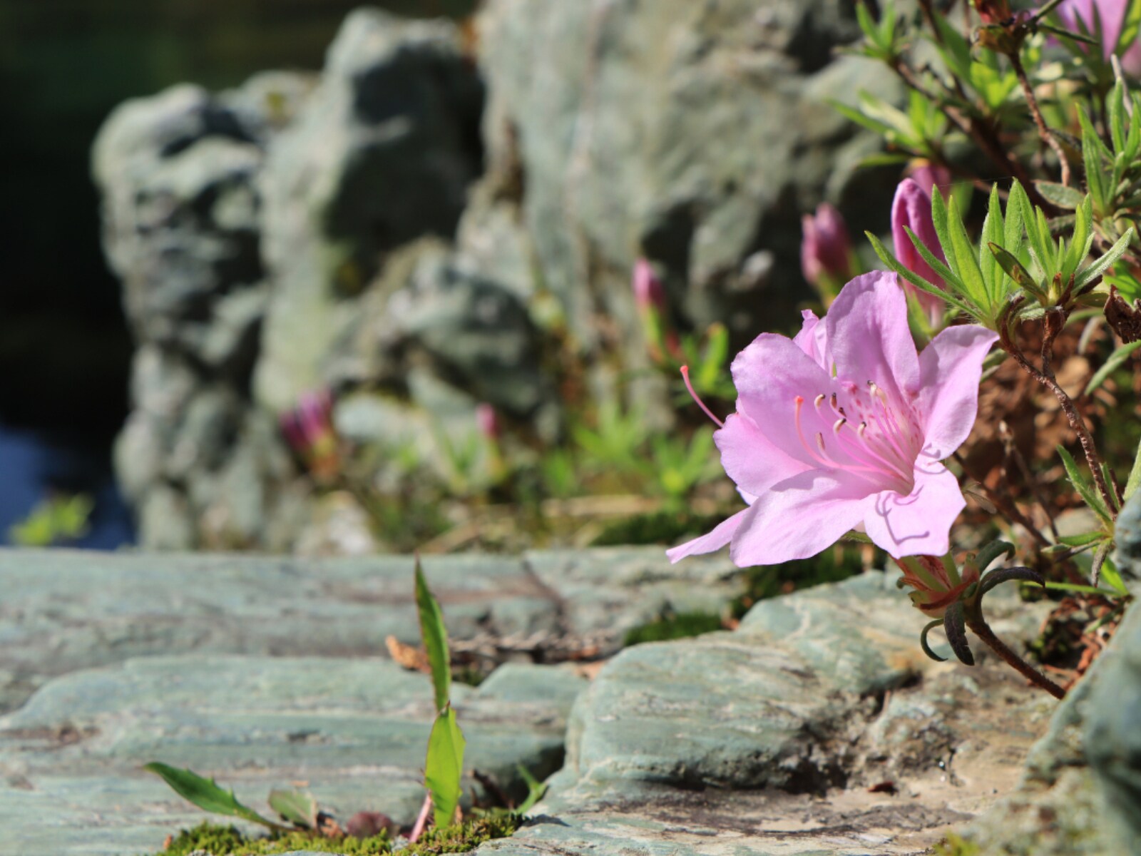 「好き＆行ってみたい高知県のダム」ランキング