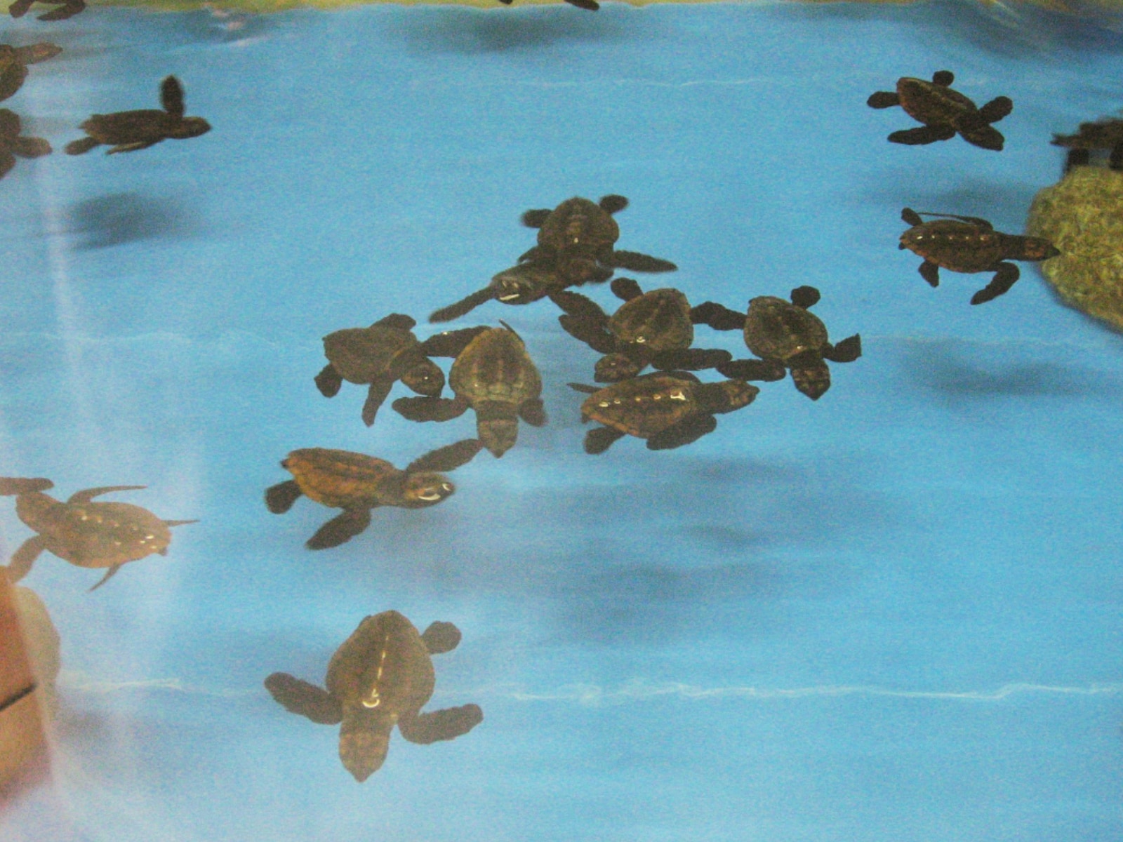 お土産が充実していると思う「三重県の道の駅」ランキング