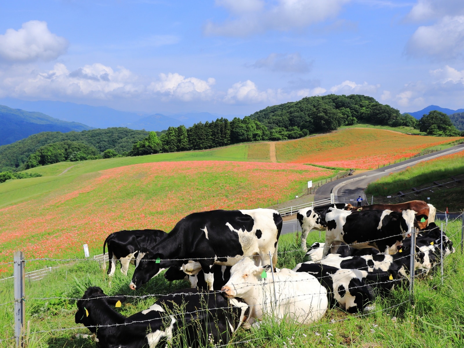 秋に行きたい「埼玉県の絶景ドライブスポット」ランキング