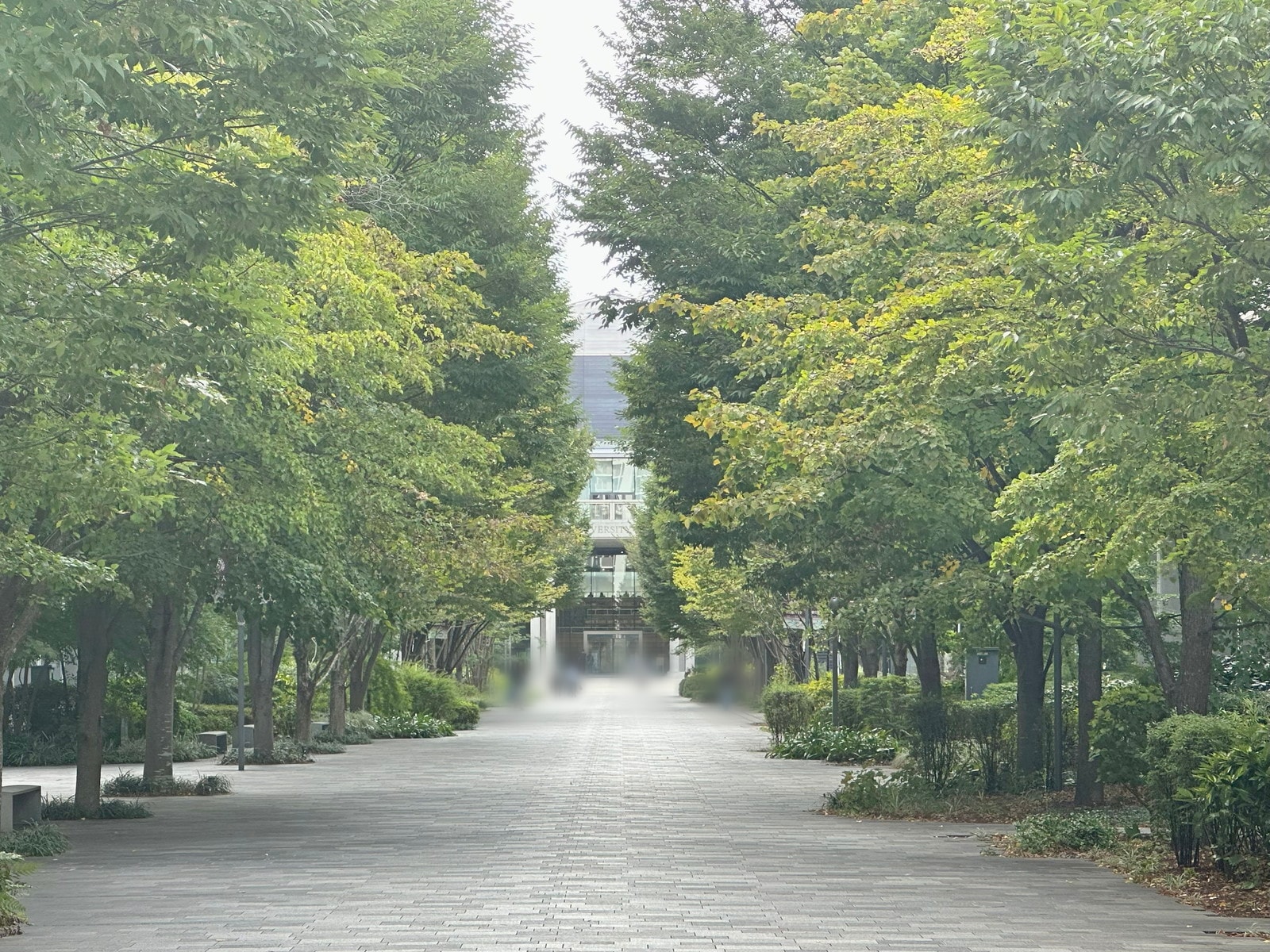 東京理科大学キャンパス内の並木道