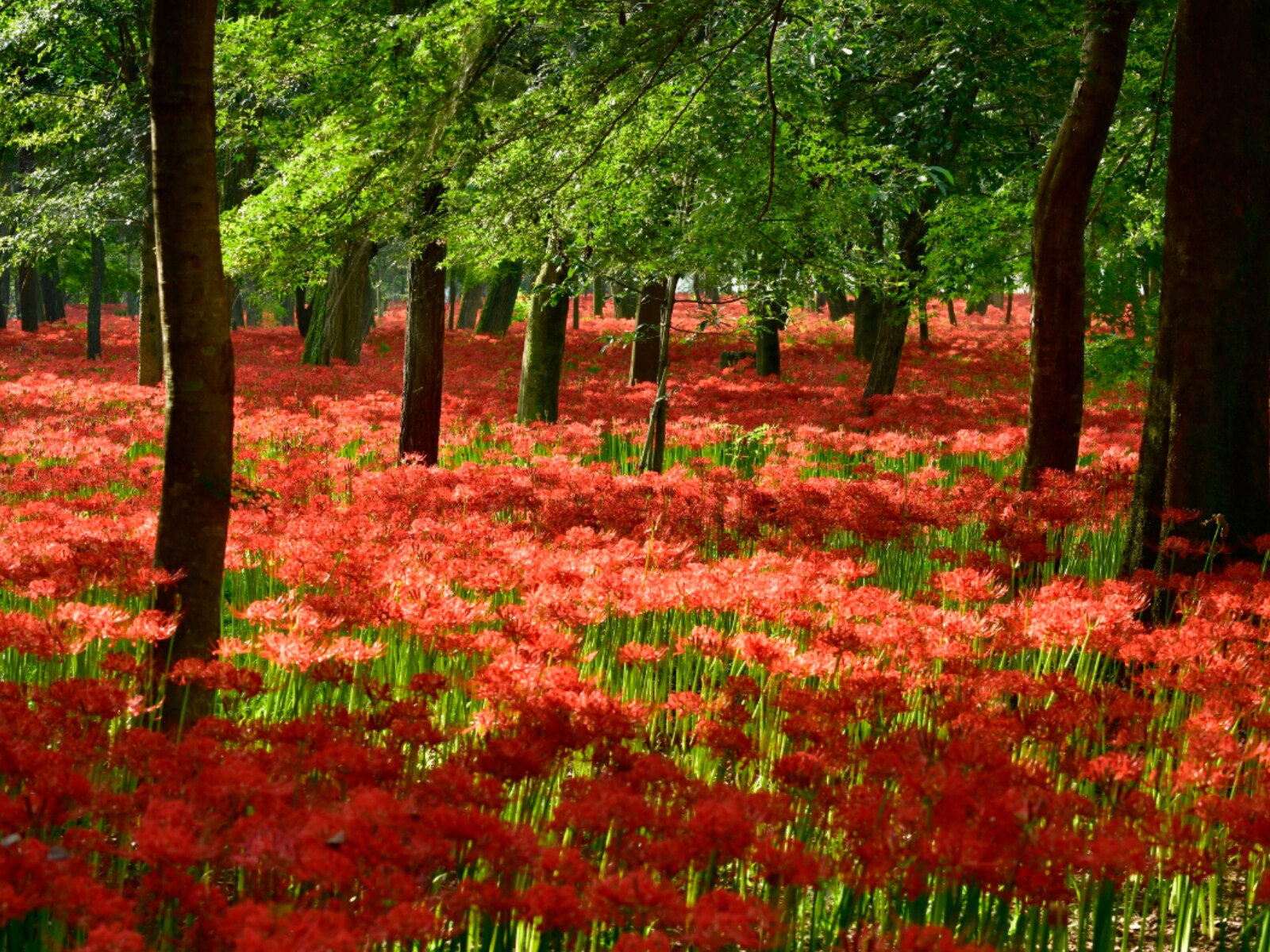 秋に行きたいと思う「埼玉県の絶景スポット」ランキング