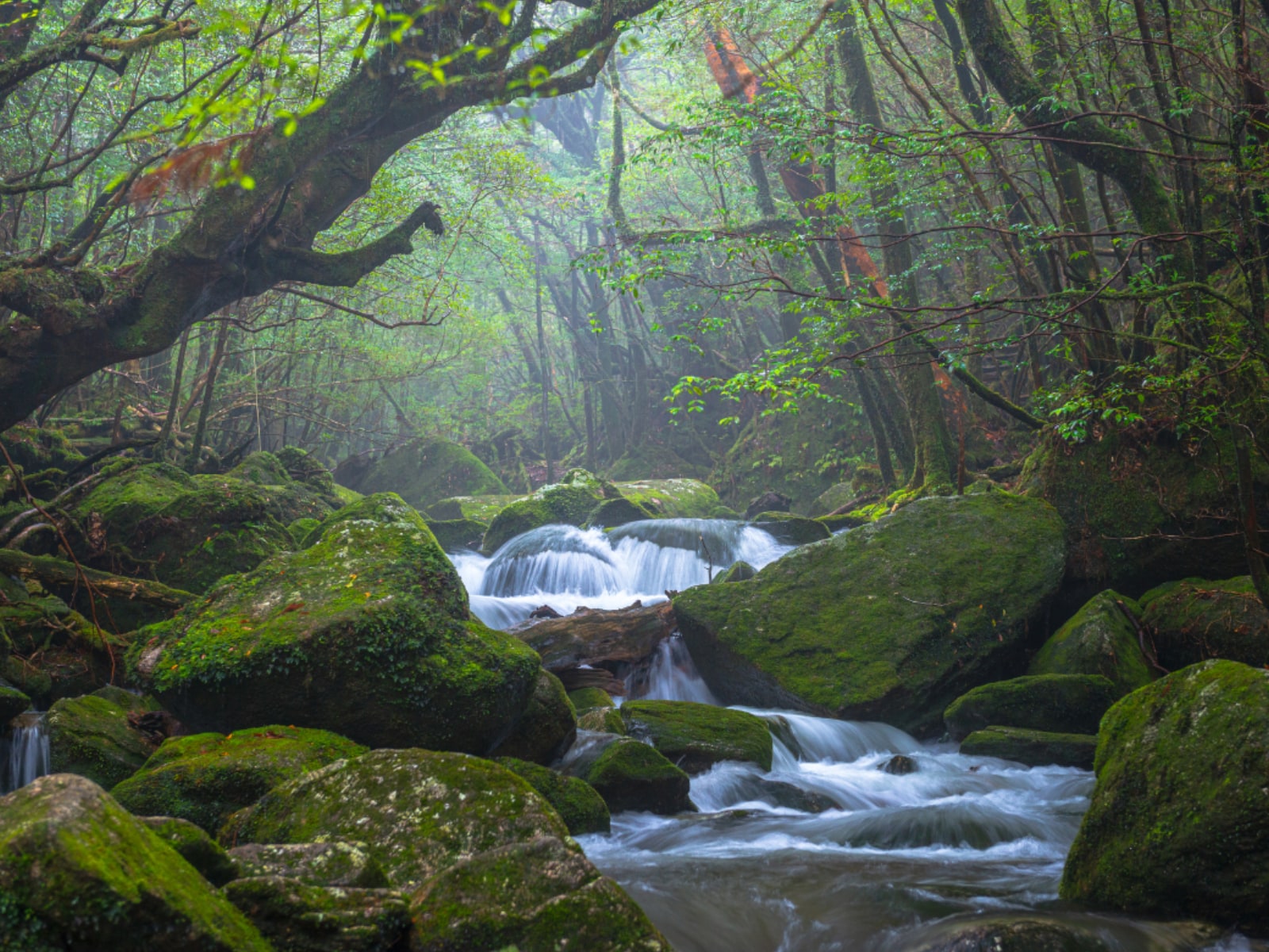 「秋に行きたいと思う『鹿児島県の絶景スポット』」ランキング