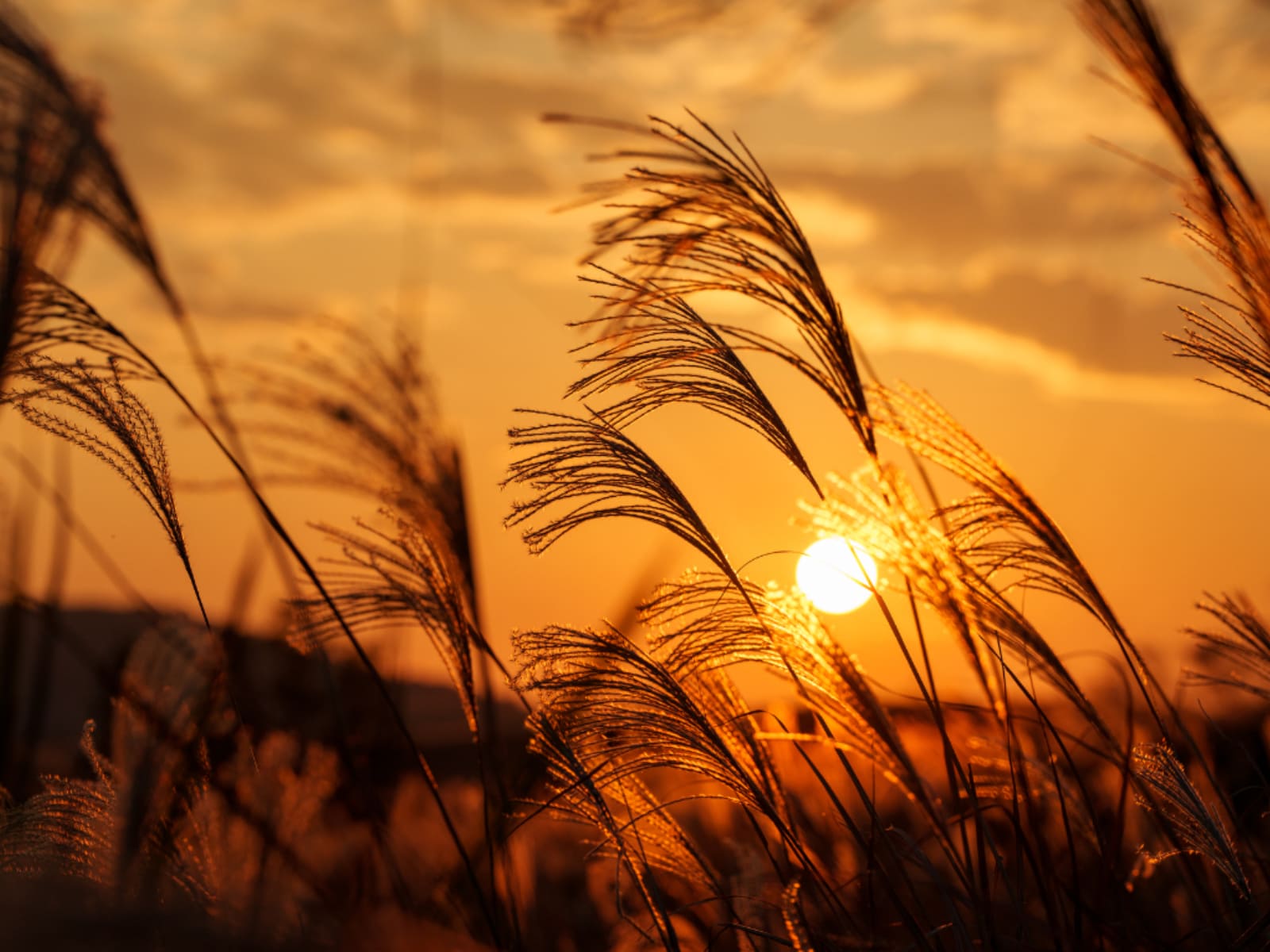 「秋に行きたいと思う山口県の絶景スポット」ランキング