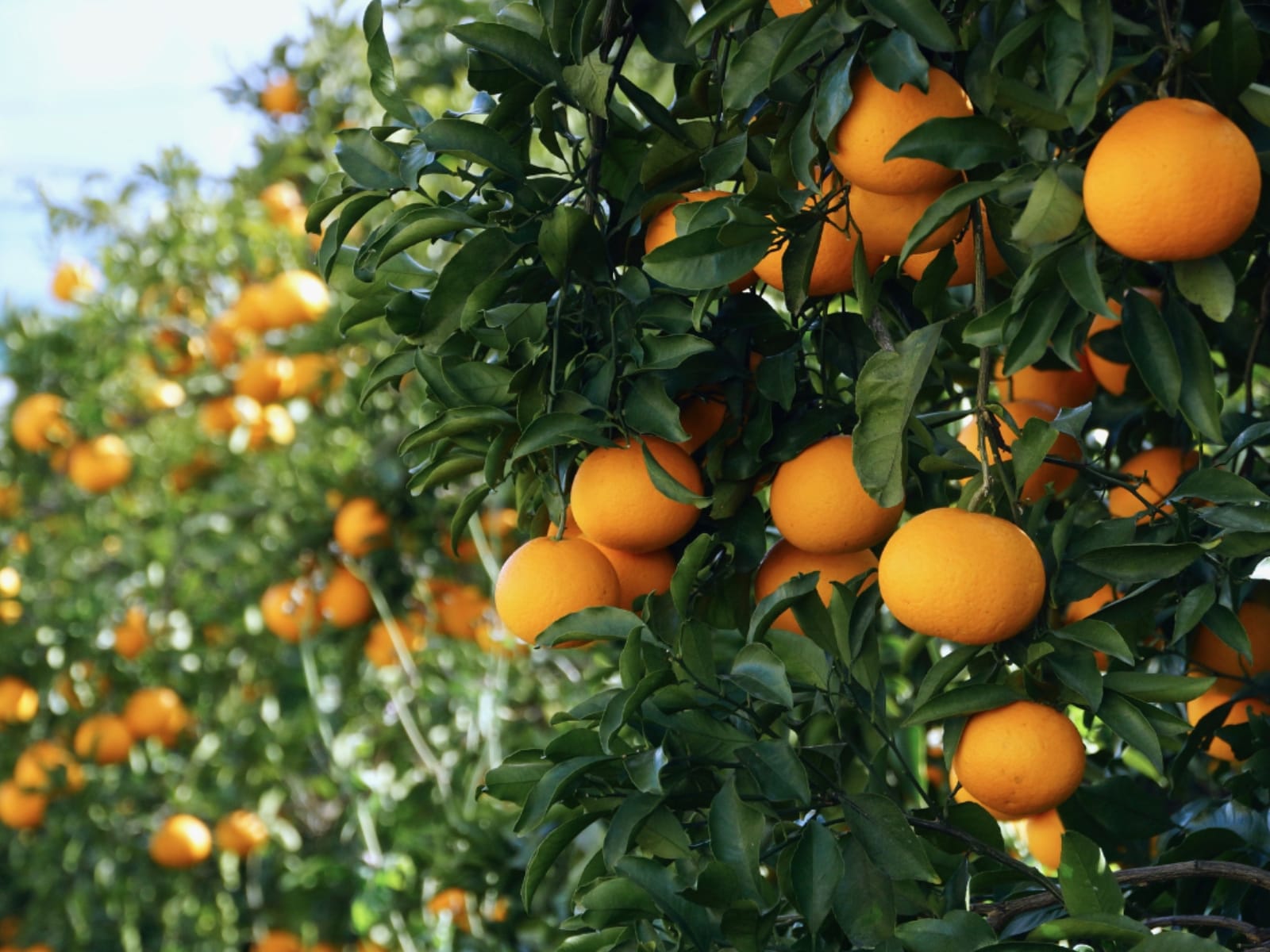 「和歌山県の市で老後に住みたいと思う市」ランキング