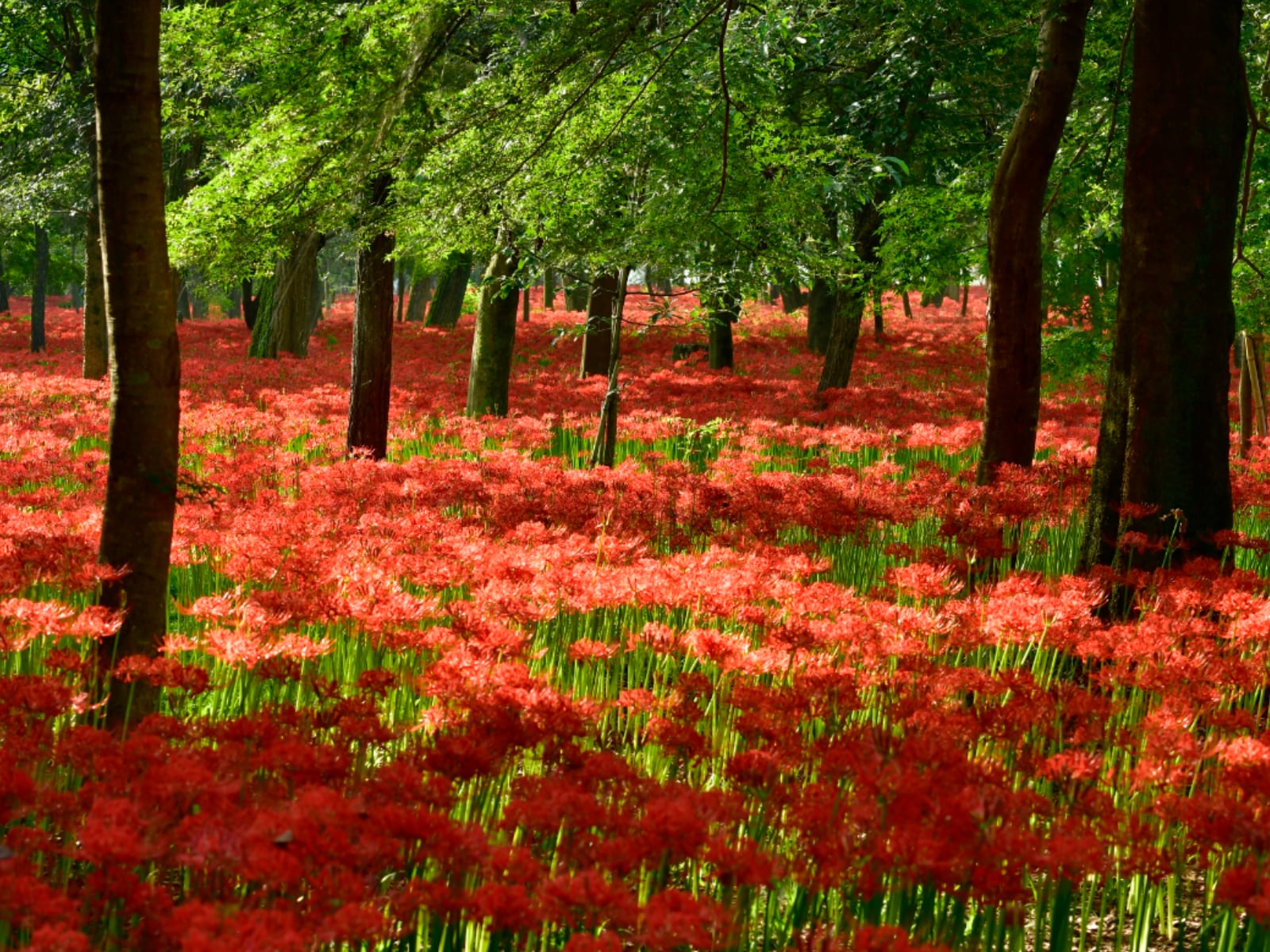 「好き&行ってみたい埼玉県の絶景スポット」ランキング