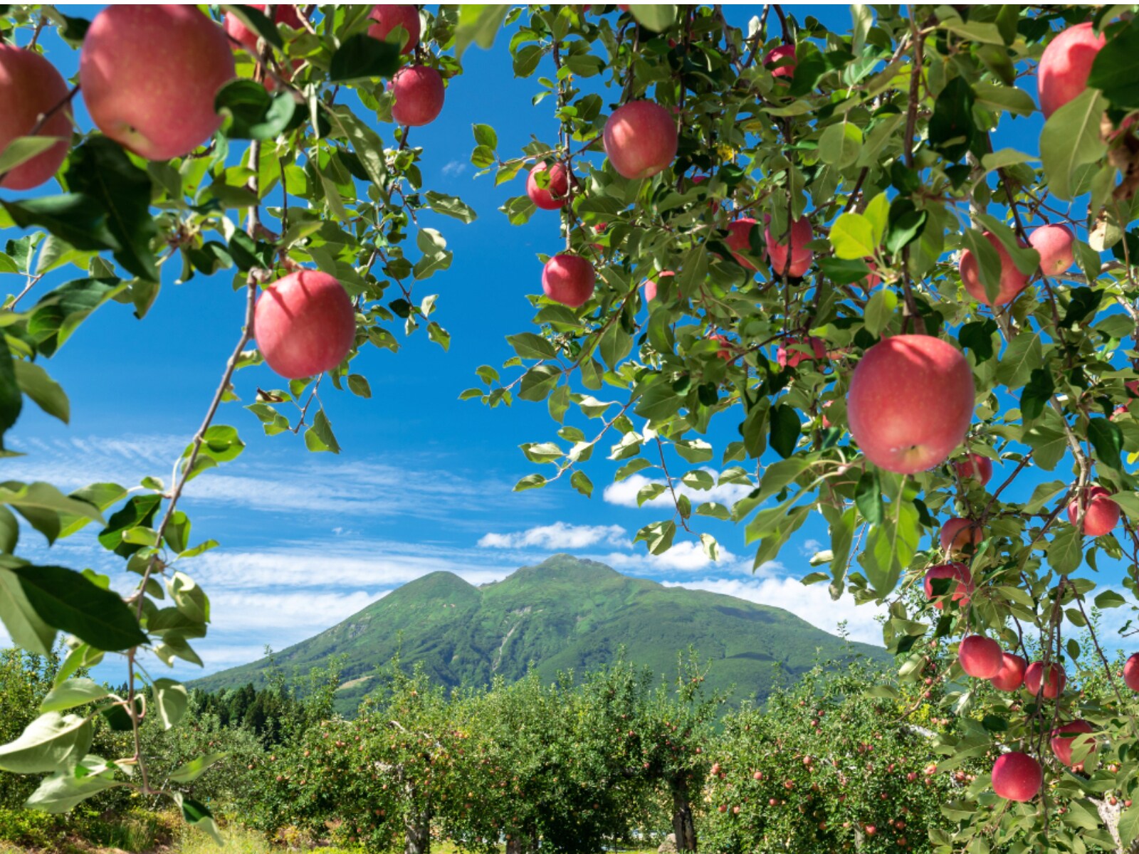 旅行に行ったら買いたい「青森県のお土産」ランキングの画像