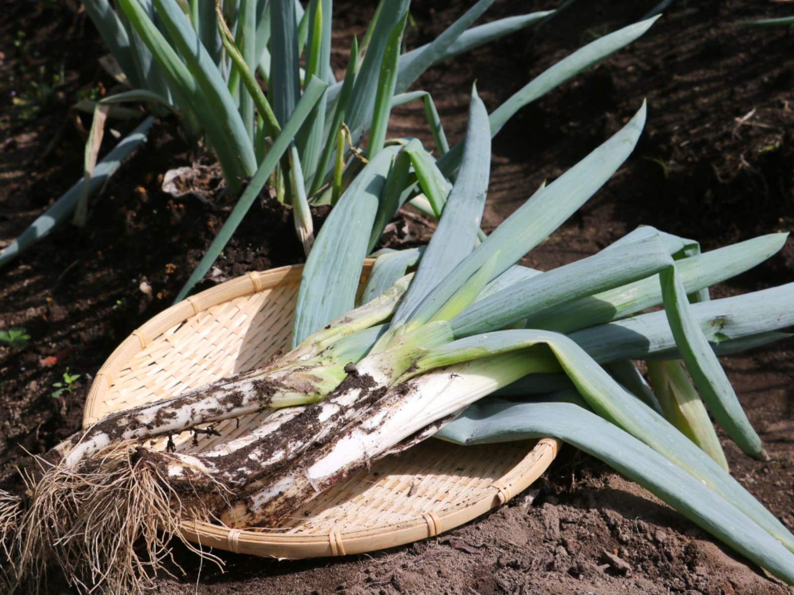 旅行に行ったら買いたい「群馬県のお土産」ランキング