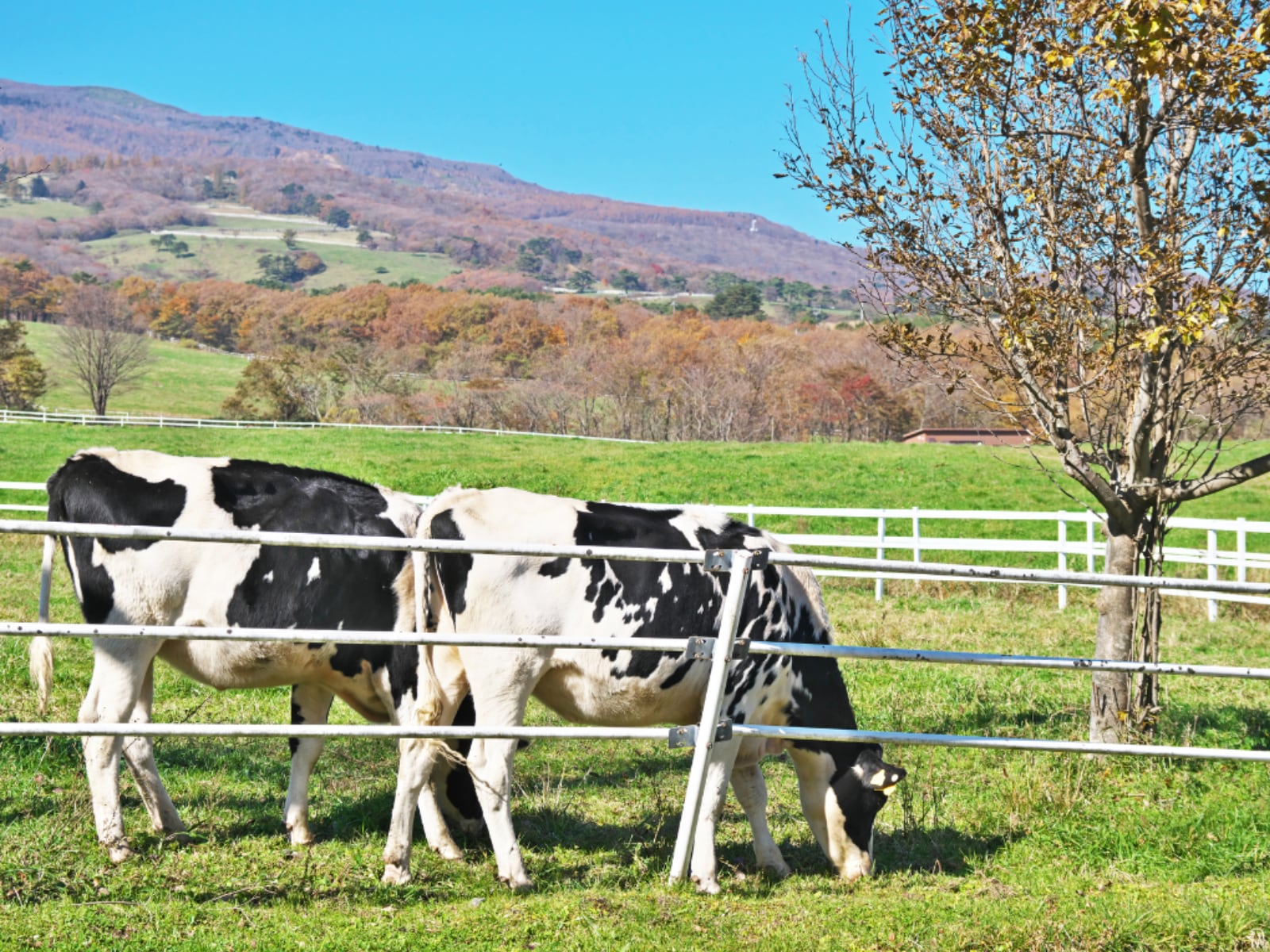 「職場で配りたい栃木県のお土産」ランキング