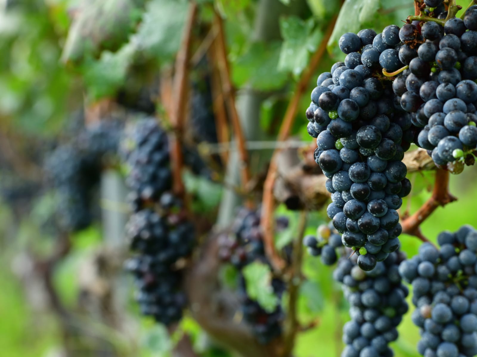 旅先で食べたい「山梨県のご当地グルメ」ランキング