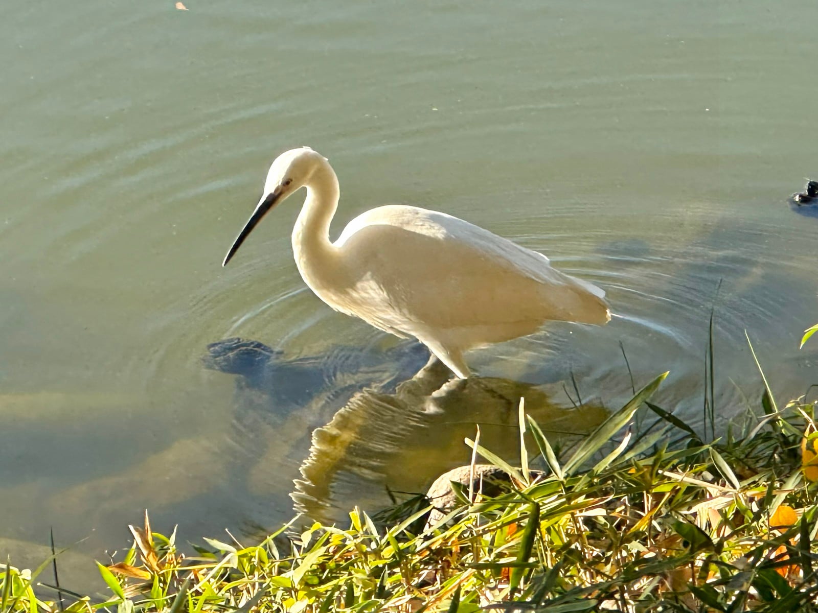 清澄白河の写真