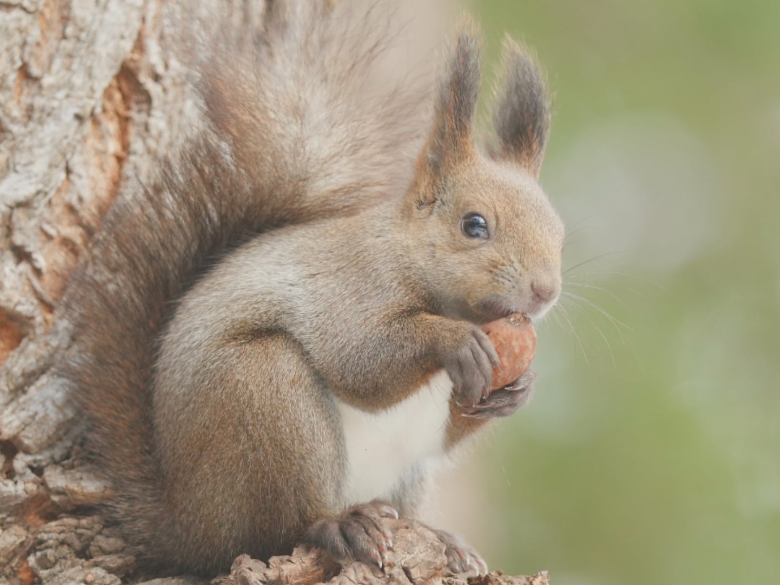 帰省時の手土産にしたい「神奈川県のお土産」ランキング