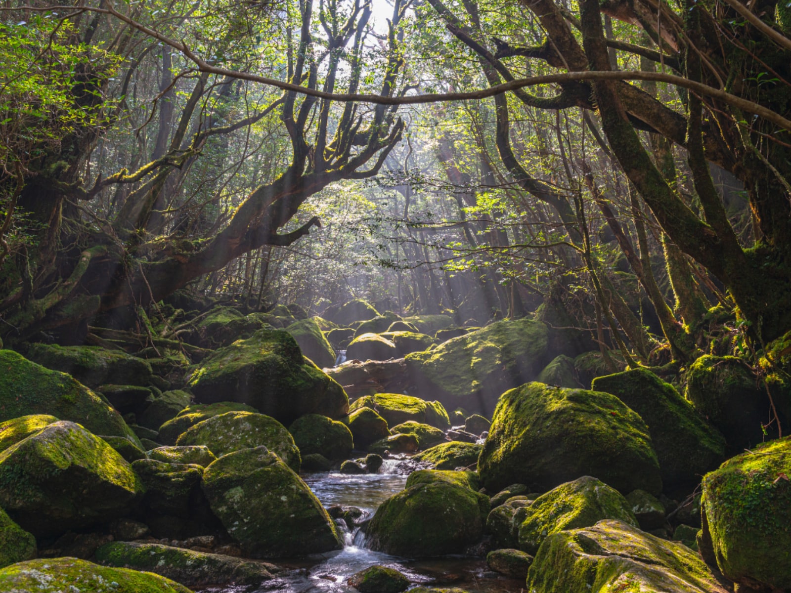 長期休みに行きたい「鹿児島県の穴場秘境」ランキング