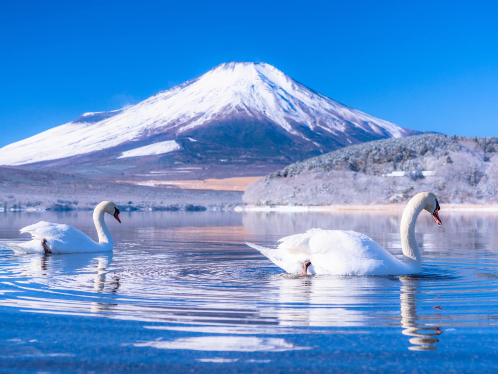 クリスマスに行きたいと思う「山梨県（富士五湖・甲府・山梨エリア）の温泉地」ランキング