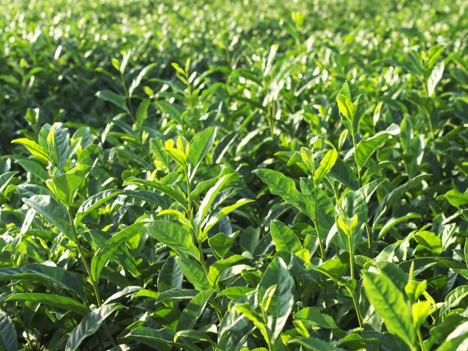 埼玉県らしさを感じる「1200円～1700円未満のお土産」ランキング