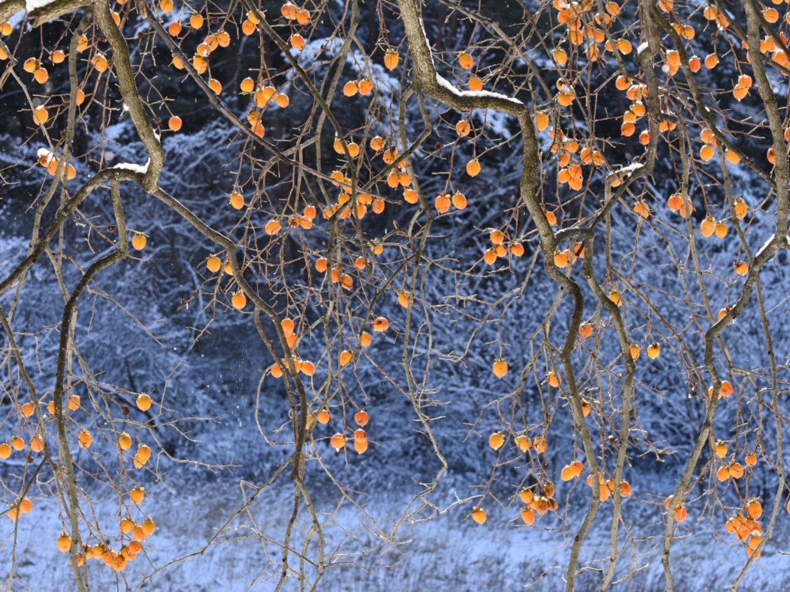 青森県民が選んだ「街の幸福度（自治体）」ランキング