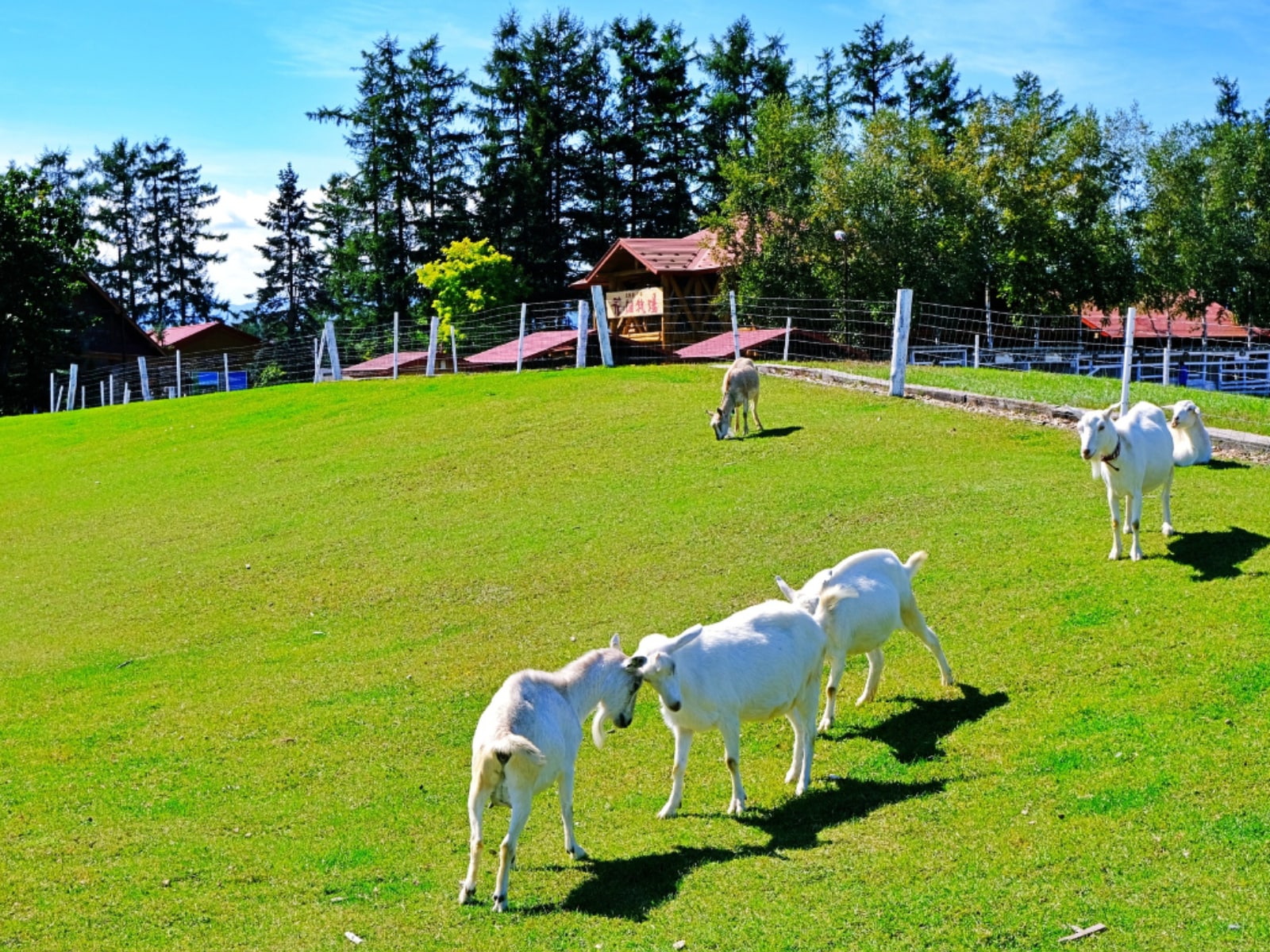 絶対に外さないと思う「北海道の1000円未満のお土産」ランキング
