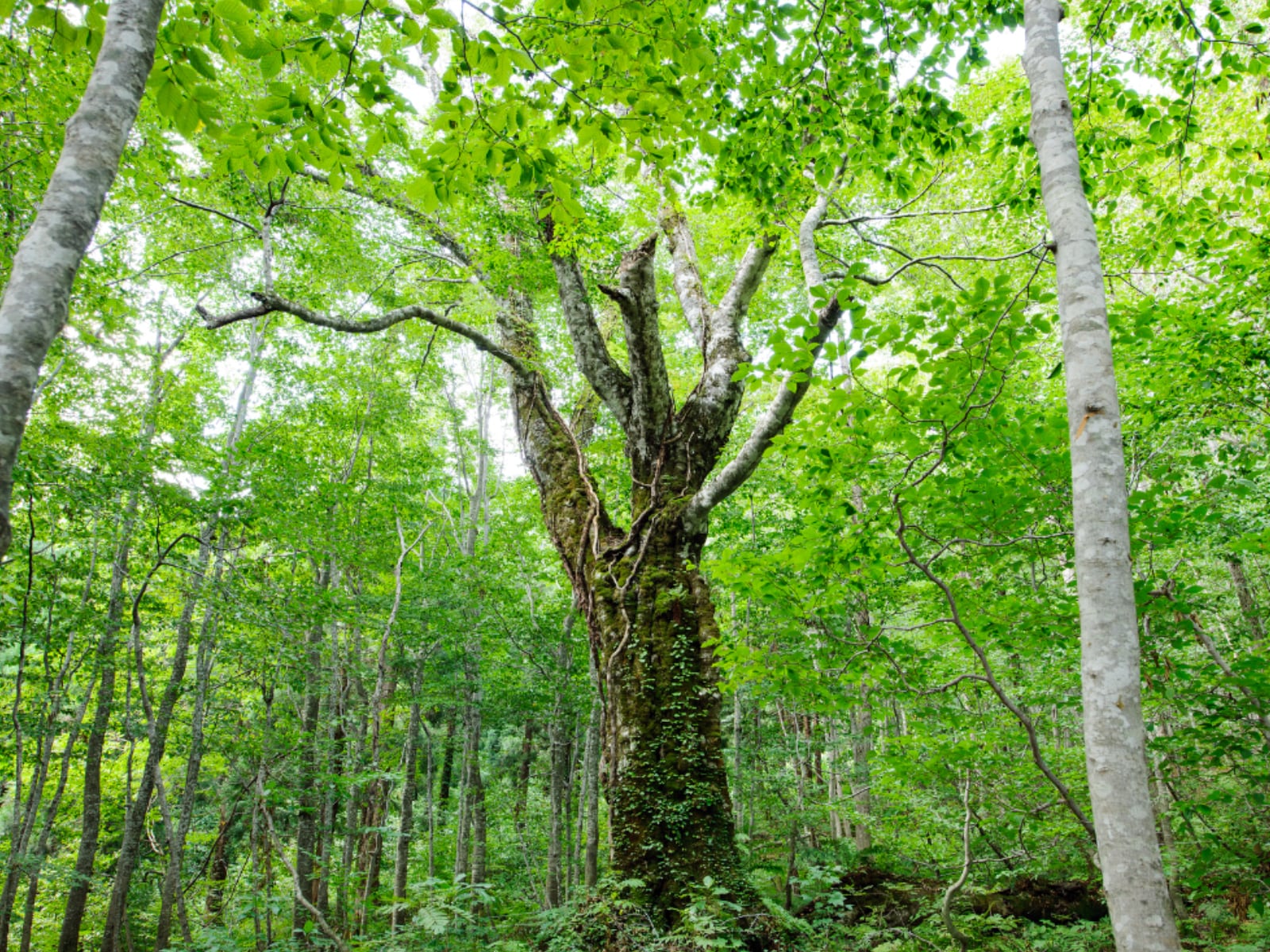 長期休みに行きたいと思う「秋田県の旅行先」ランキングの画像