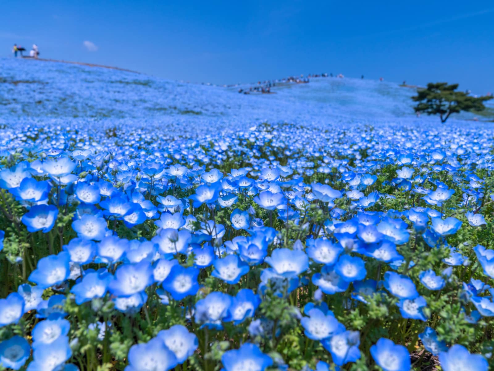 「茨城県の旅行先」ランキング