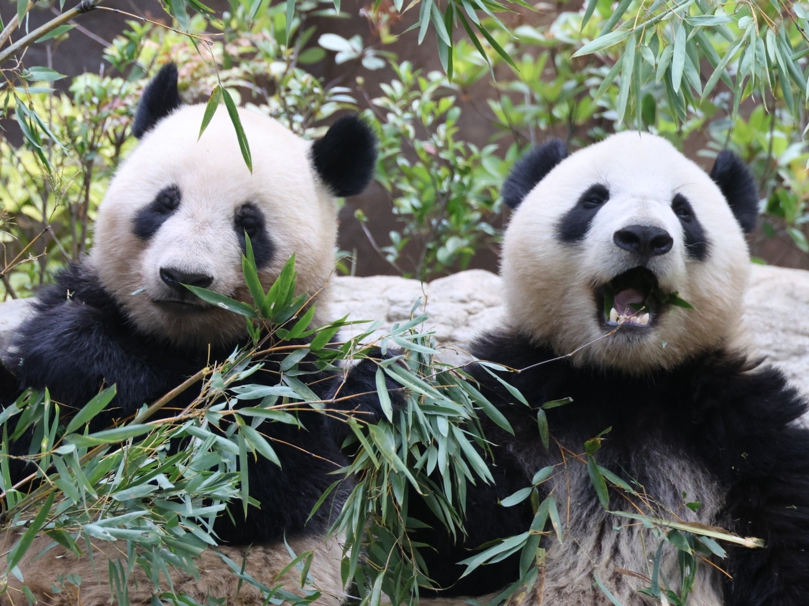 画像はイメージ（画像出典：PIXTA）