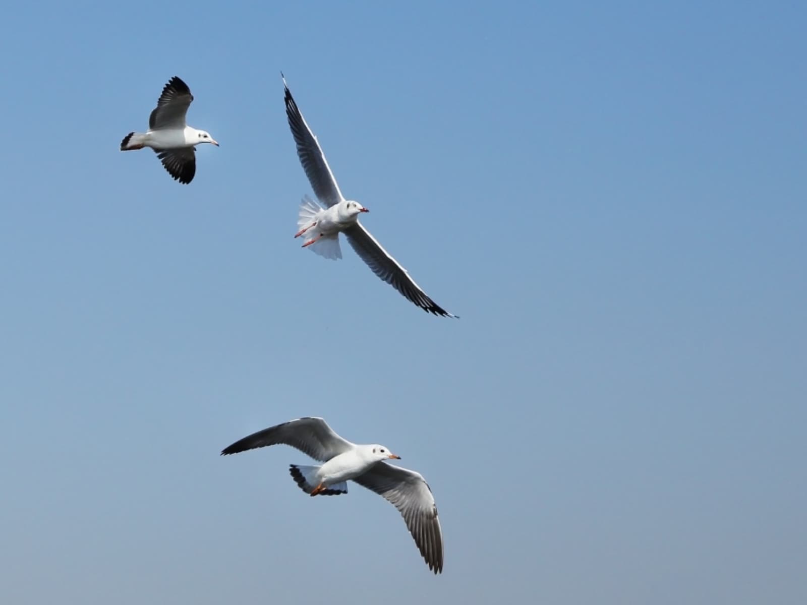 岩手県らしさを感じる「岩手県のお土産」ランキング