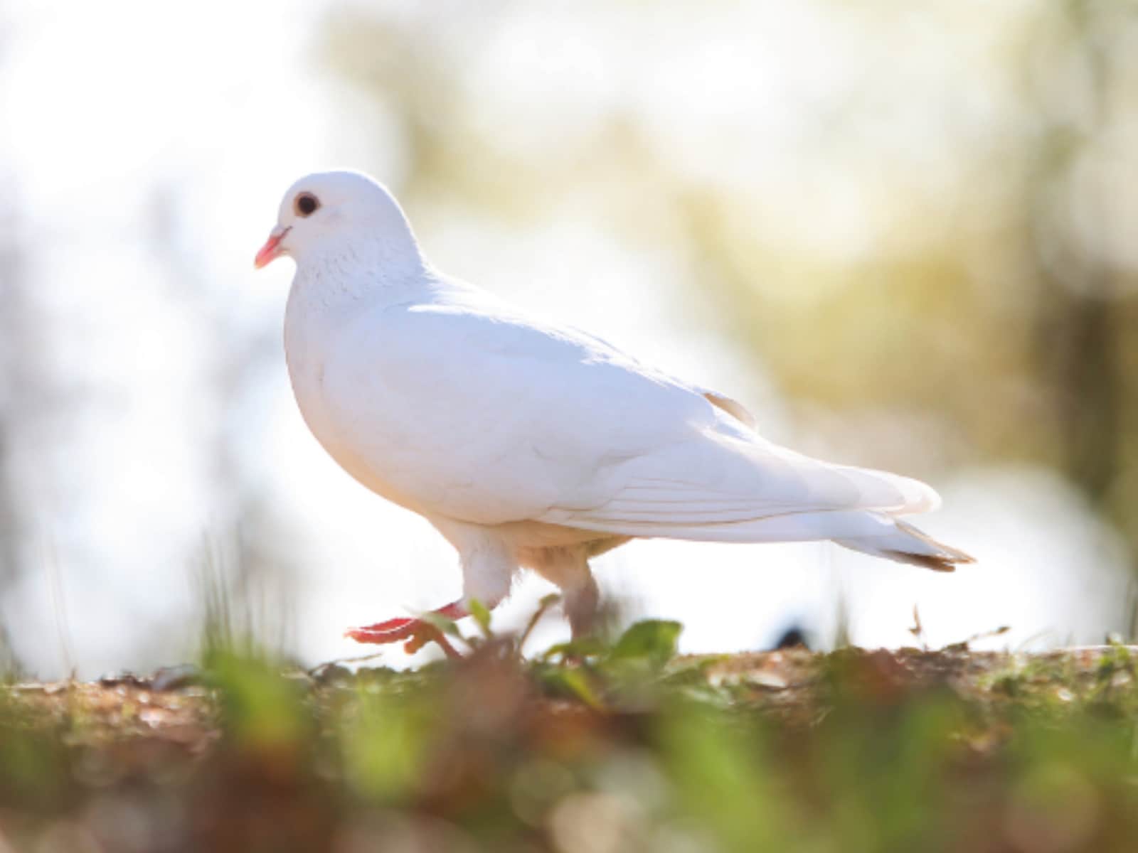 神奈川県らしさを感じる「神奈川県のお土産」ランキング