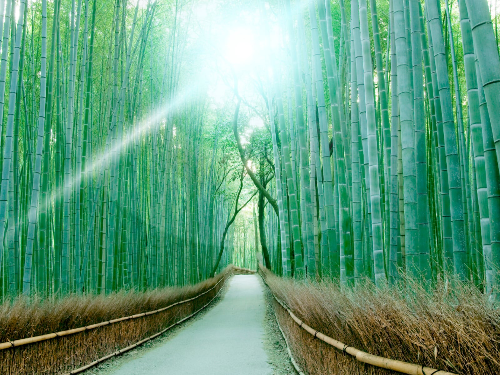 長期休みに行きたいと思う「京都府の旅行先」ランキング