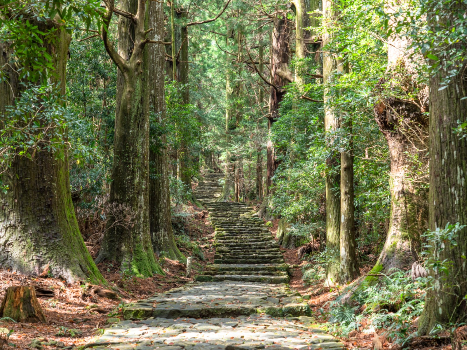 「和歌山県の旅行先」ランキング