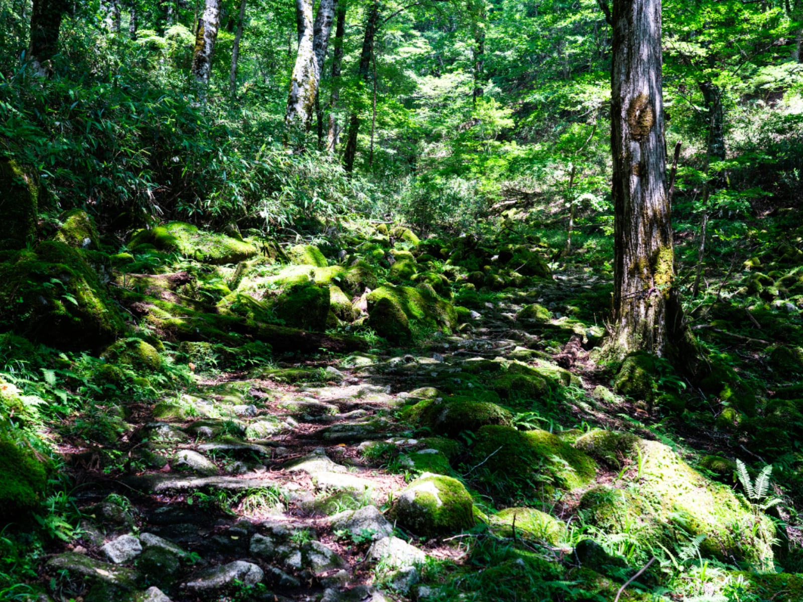 「読むのが難しいと思う岡山県の自治体」ランキング