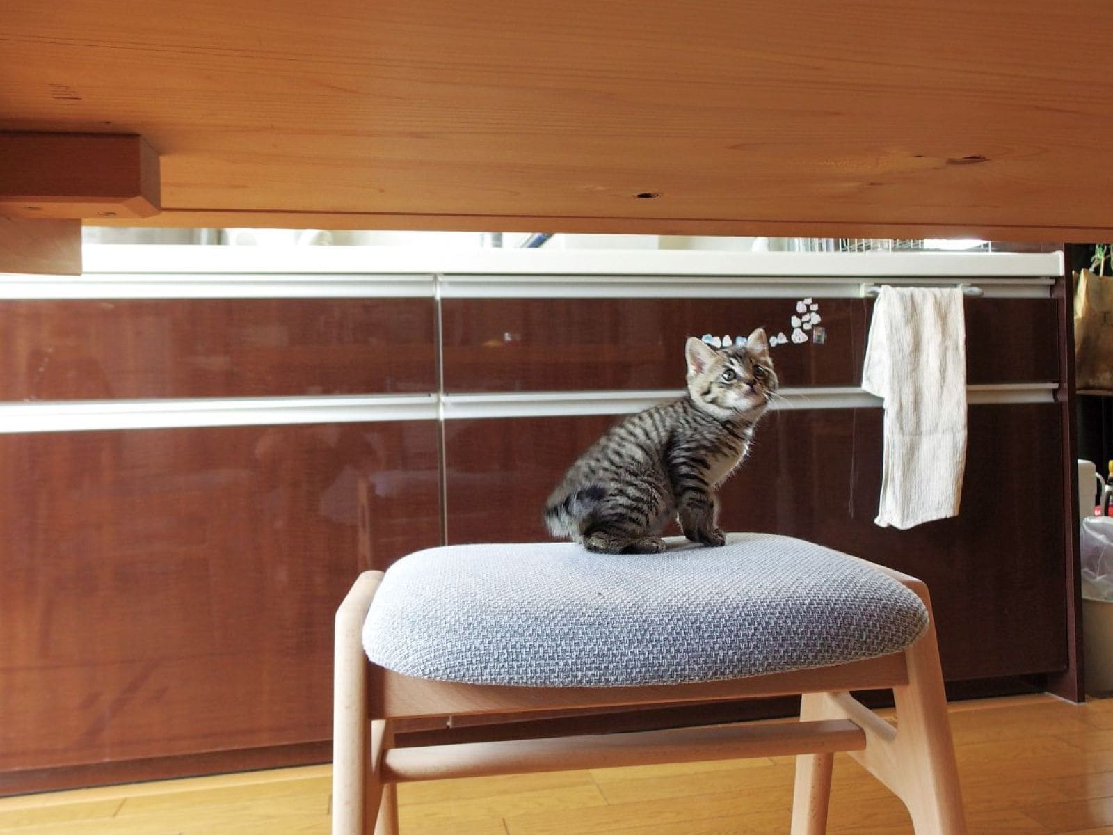 台所で遊ぶ子猫時代のコイモ　画像出典『コイモ 小熊香奈子画集』（辰巳出版）