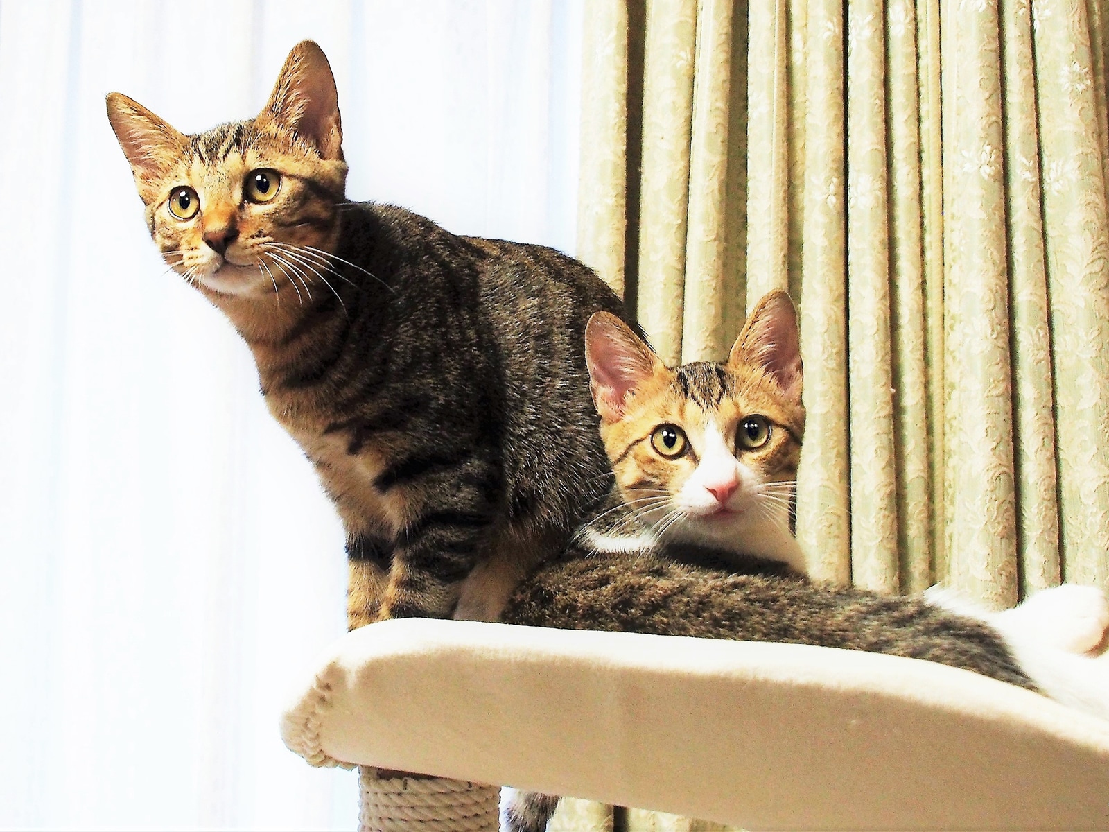 画像出典：『猫は奇跡』（佐竹茉莉子・著／辰巳出版）