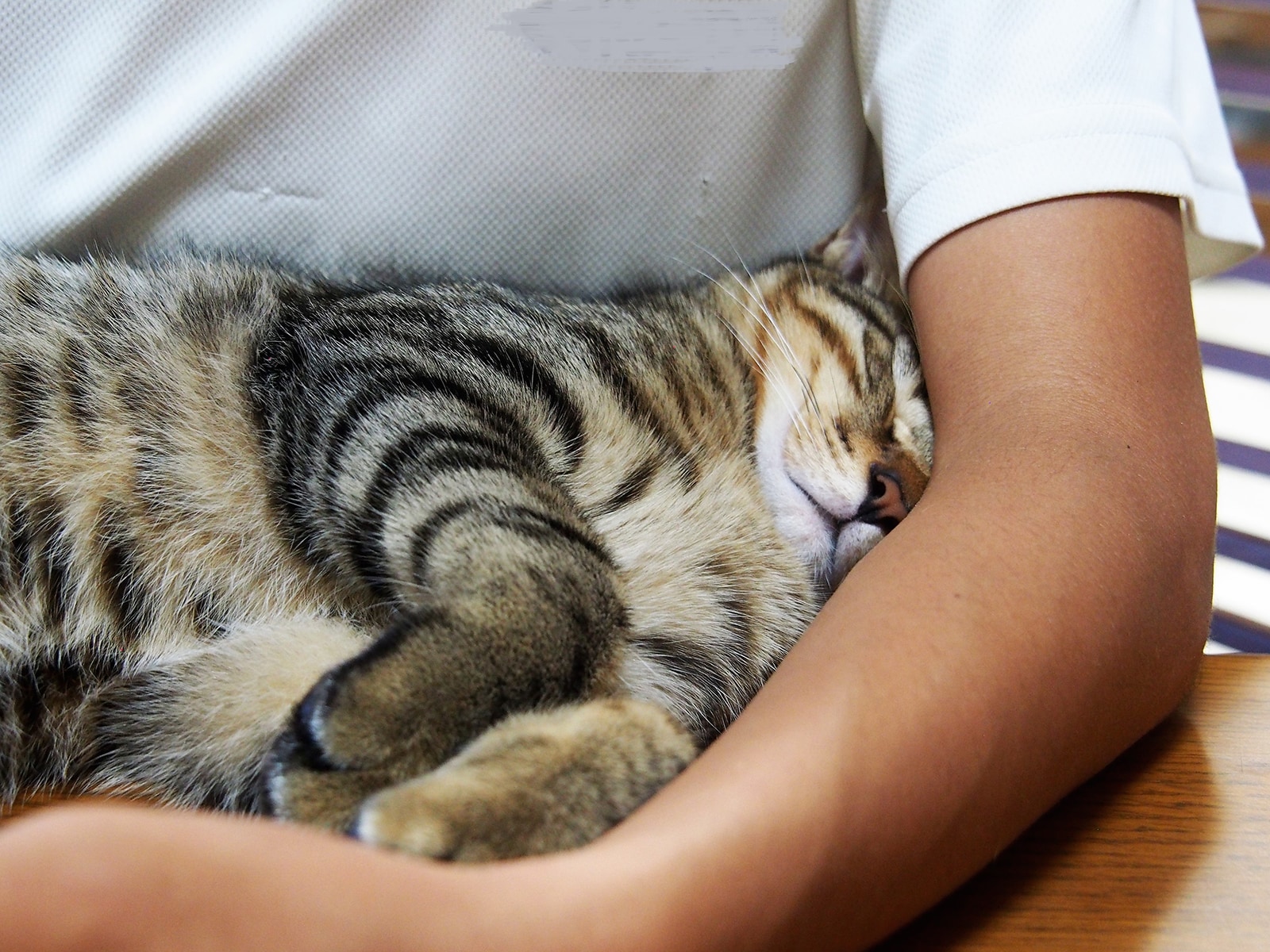 画像出典：『猫は奇跡』（佐竹茉莉子・著／辰巳出版）