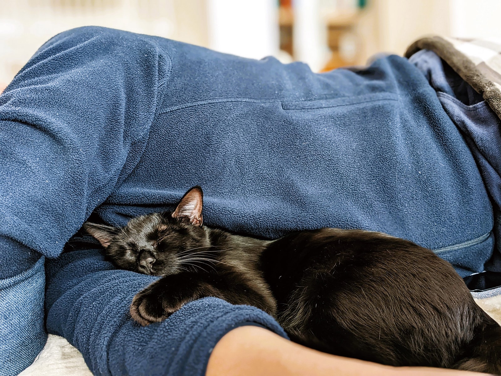 画像出典：『猫は奇跡』（佐竹茉莉子・著／辰巳出版）