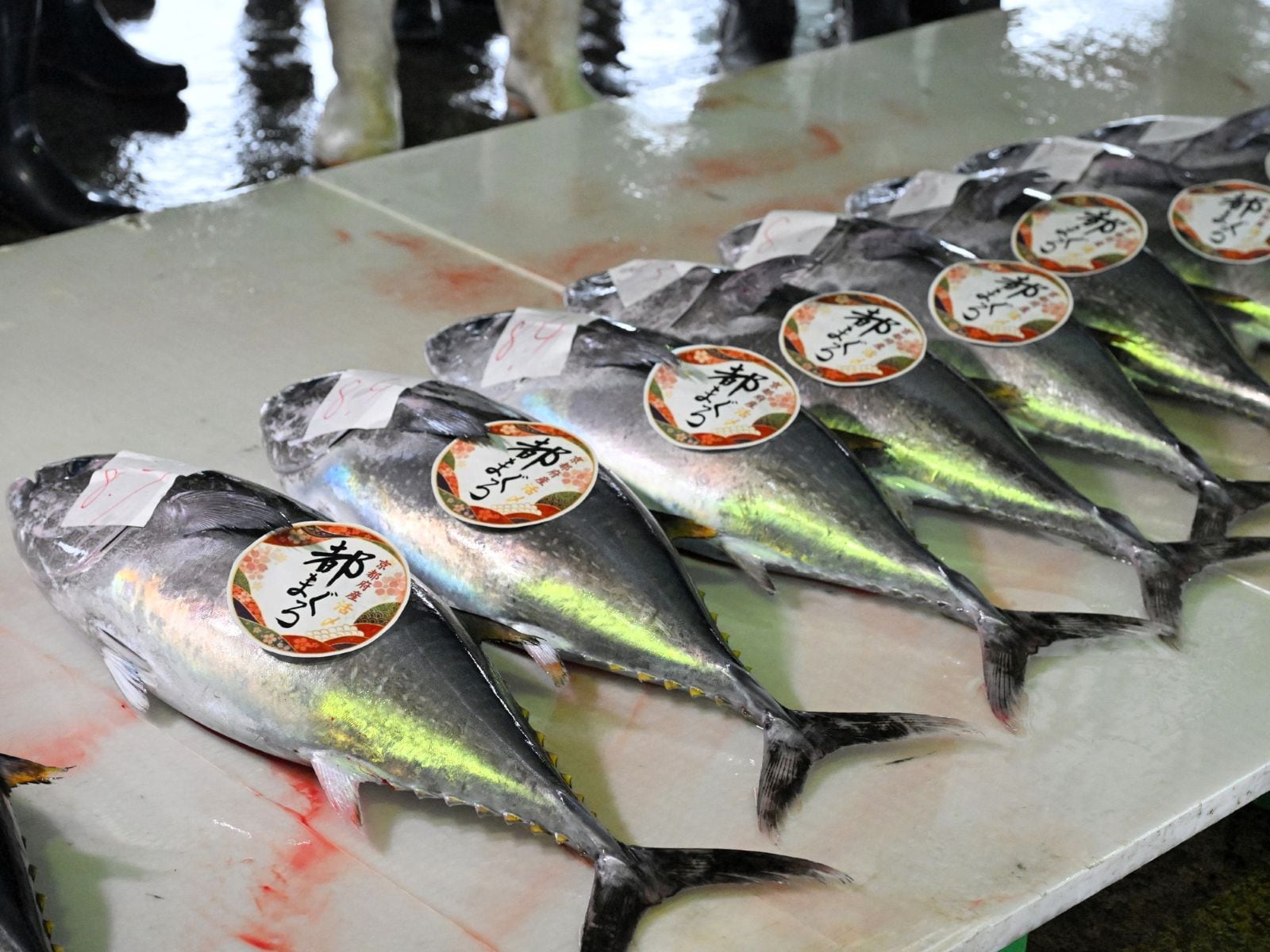 京都府北部の舞鶴市で水揚げされた天然の小型クロマグロ（筆者撮影）