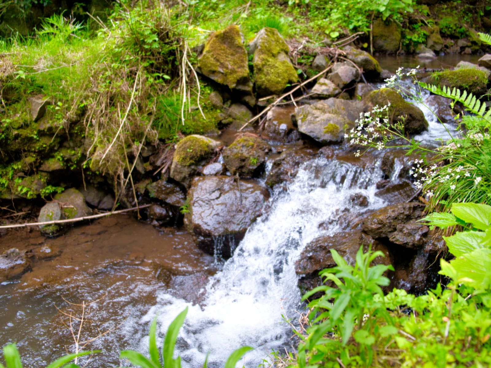 「京都府の滝」ランキング